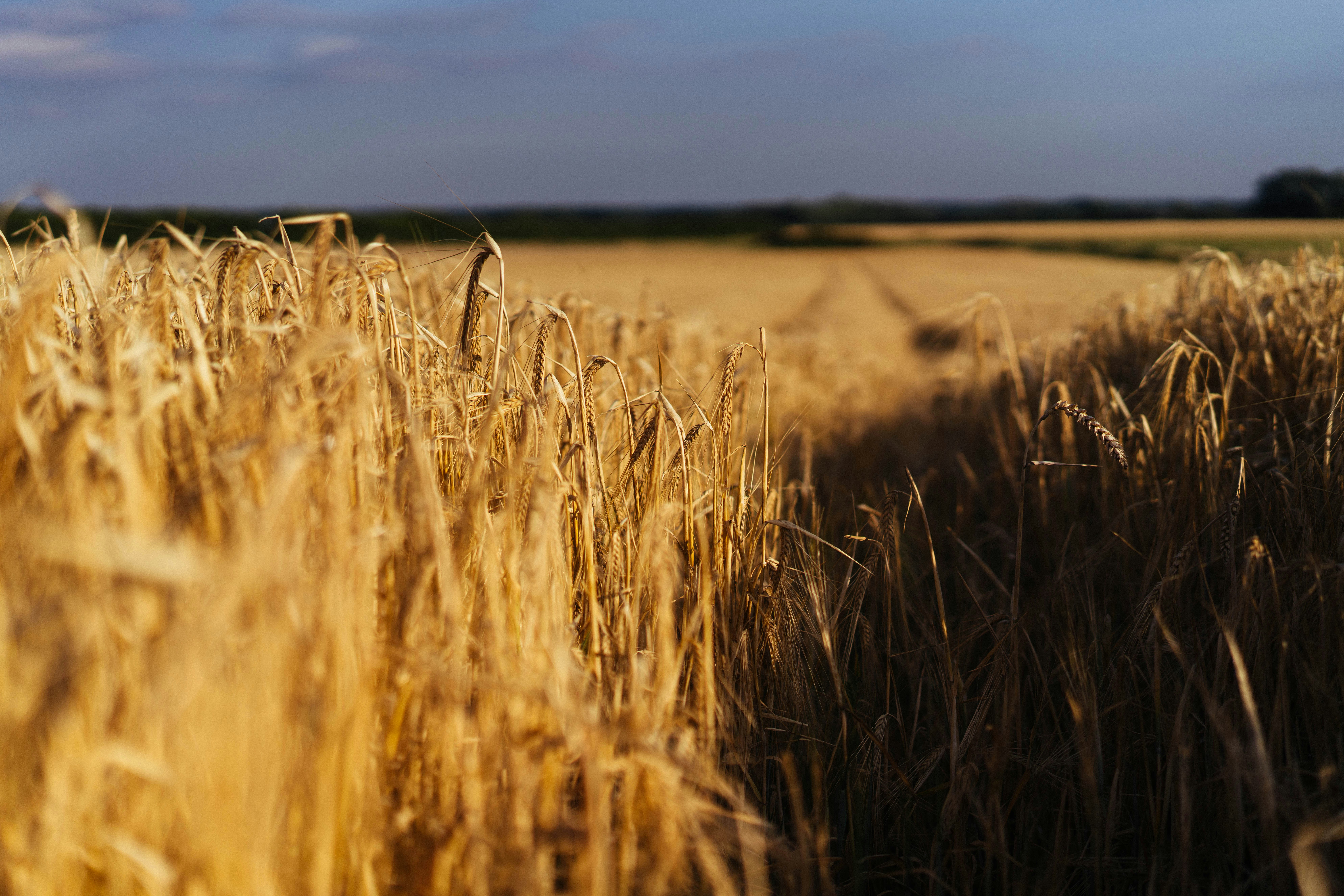 Golden wheat field bathed in sunlight.