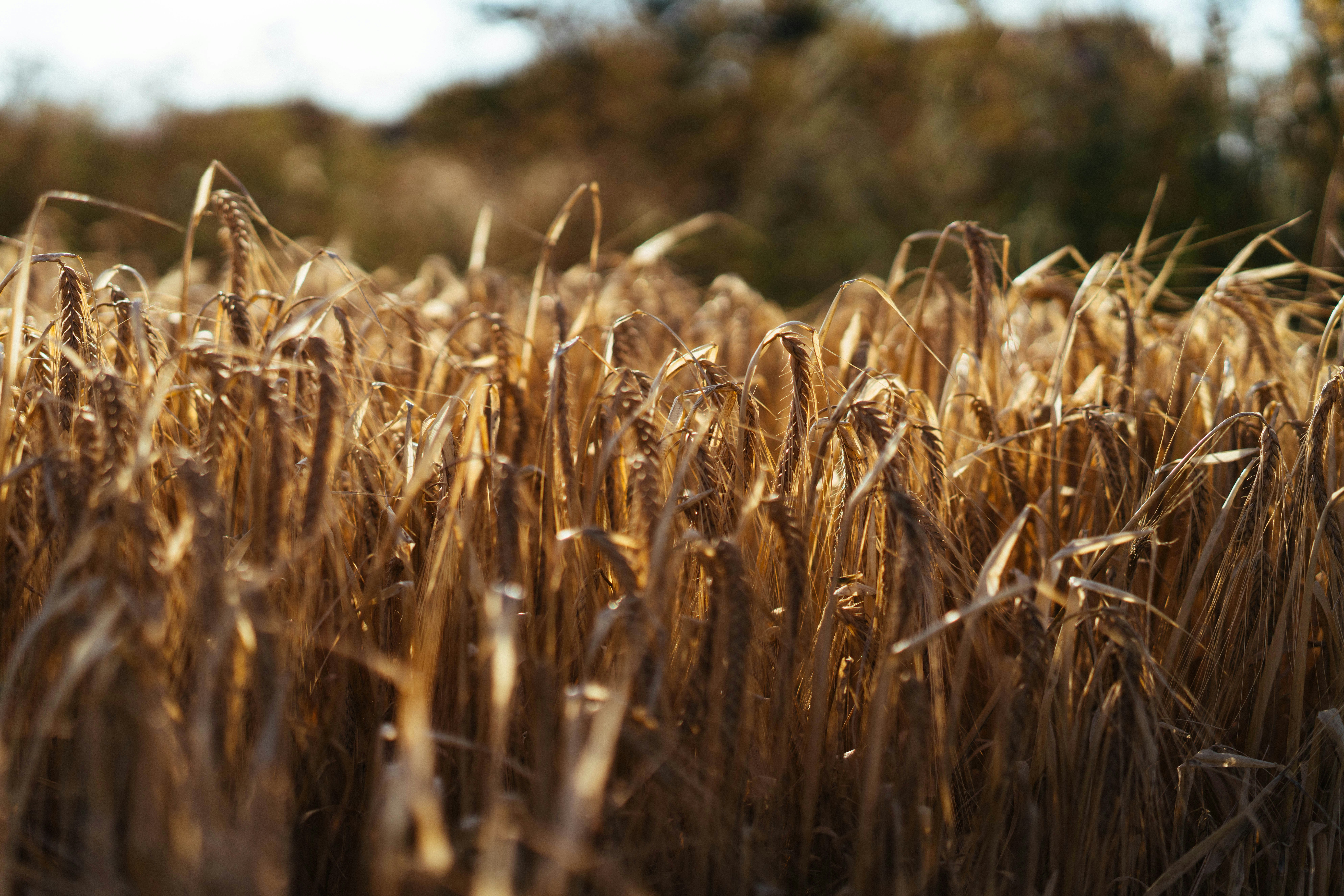 A field of golden, dry wheat stalks under sunlight.
