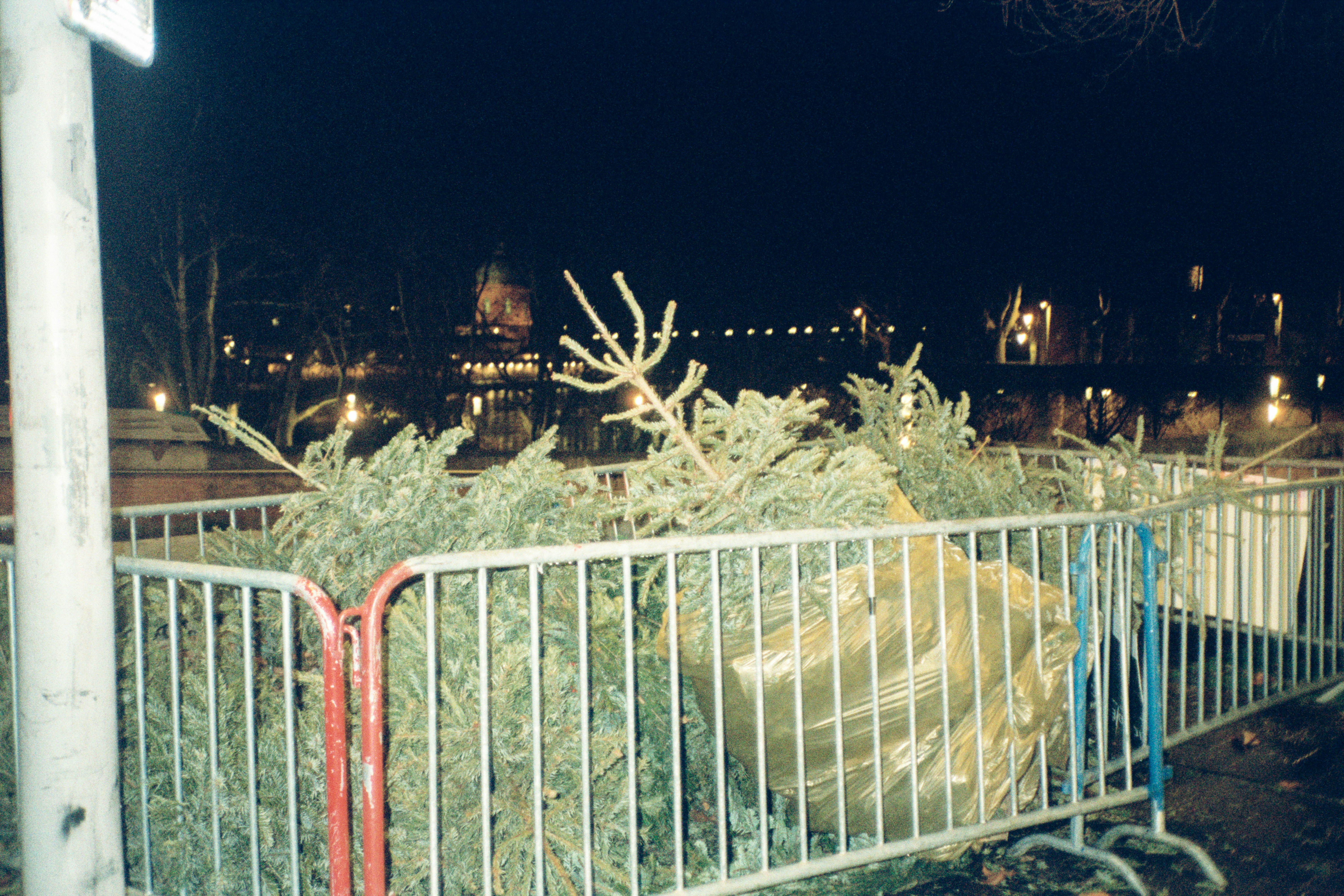 Discarded christmas trees behind a metal fence at night.