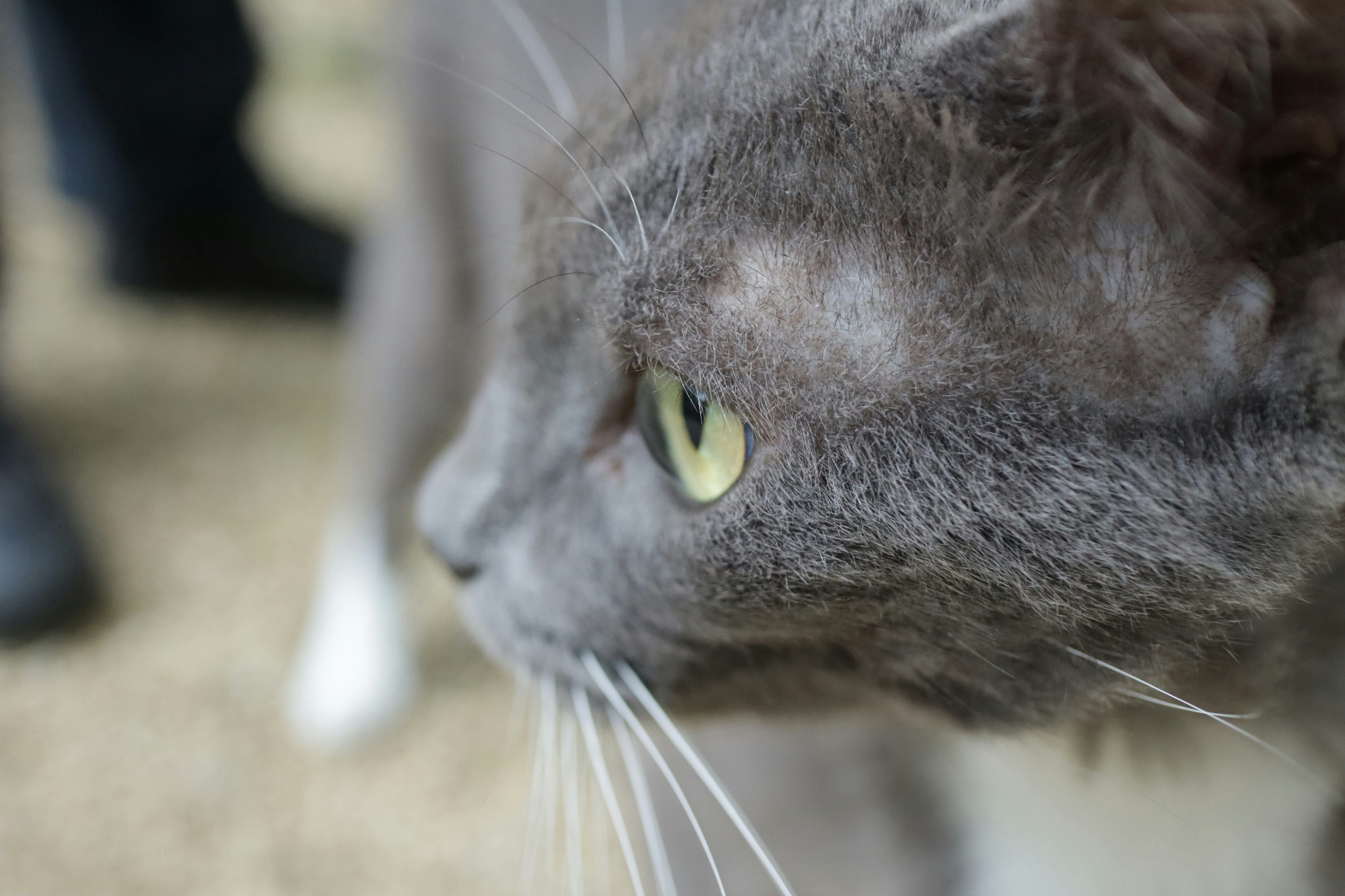 Grey cat's head in profile with a yellow eye.