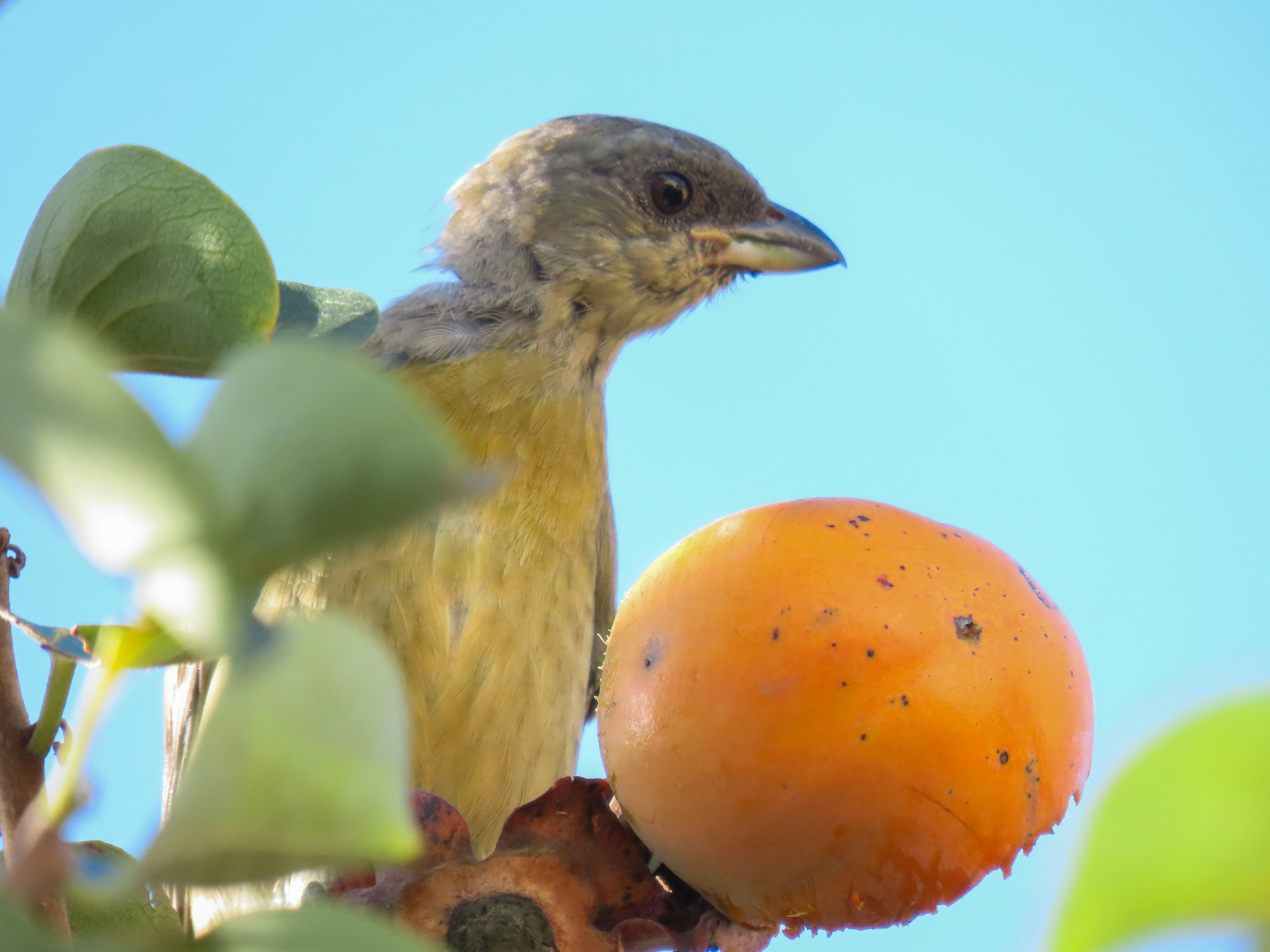 A bird perches next to an orange fruit.