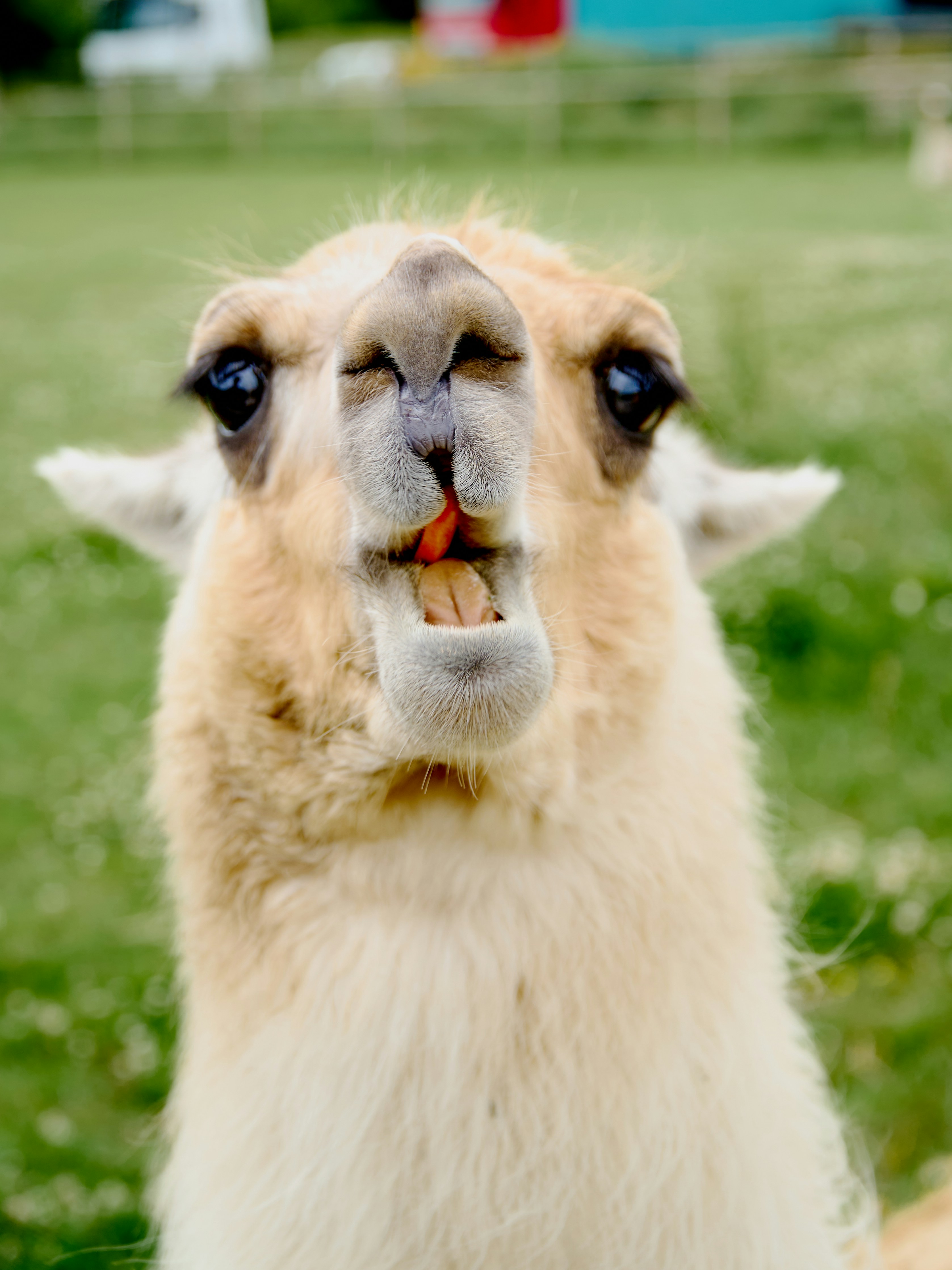 A llama with an open mouth and a carrot inside
