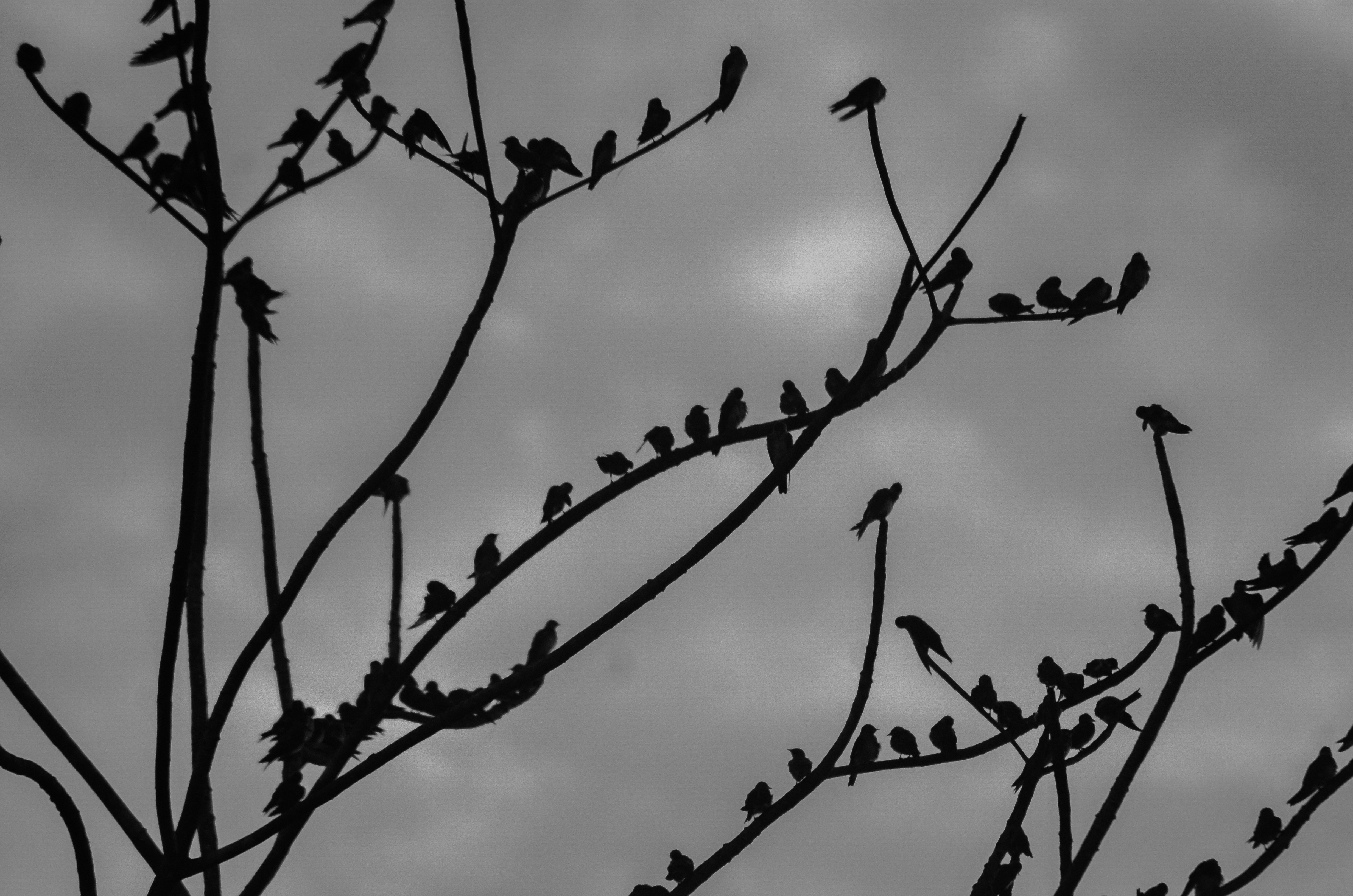 Silhouetted birds perch on bare branches against a cloudy sky.