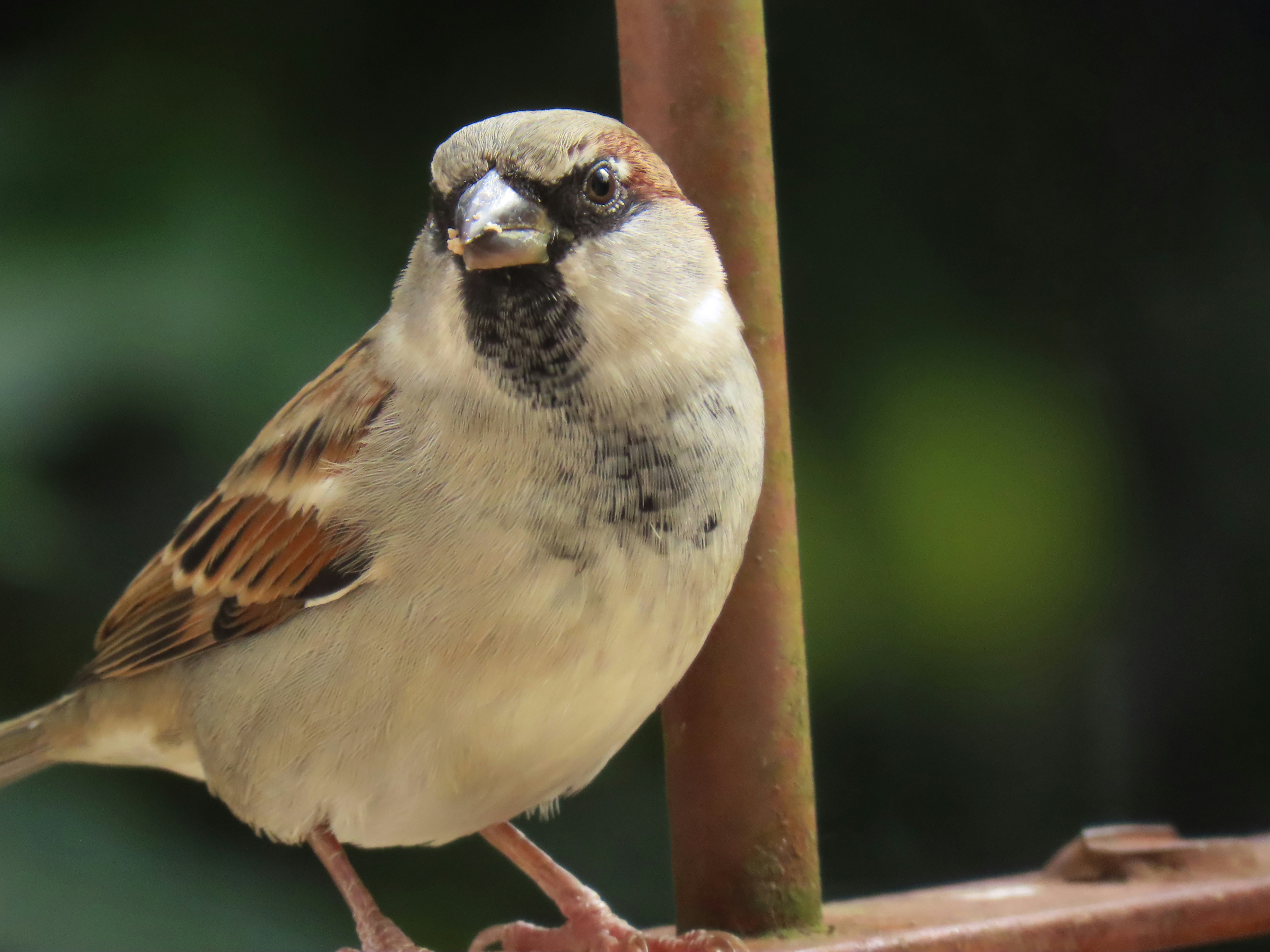 A small brown sparrow perches on a metal bar.