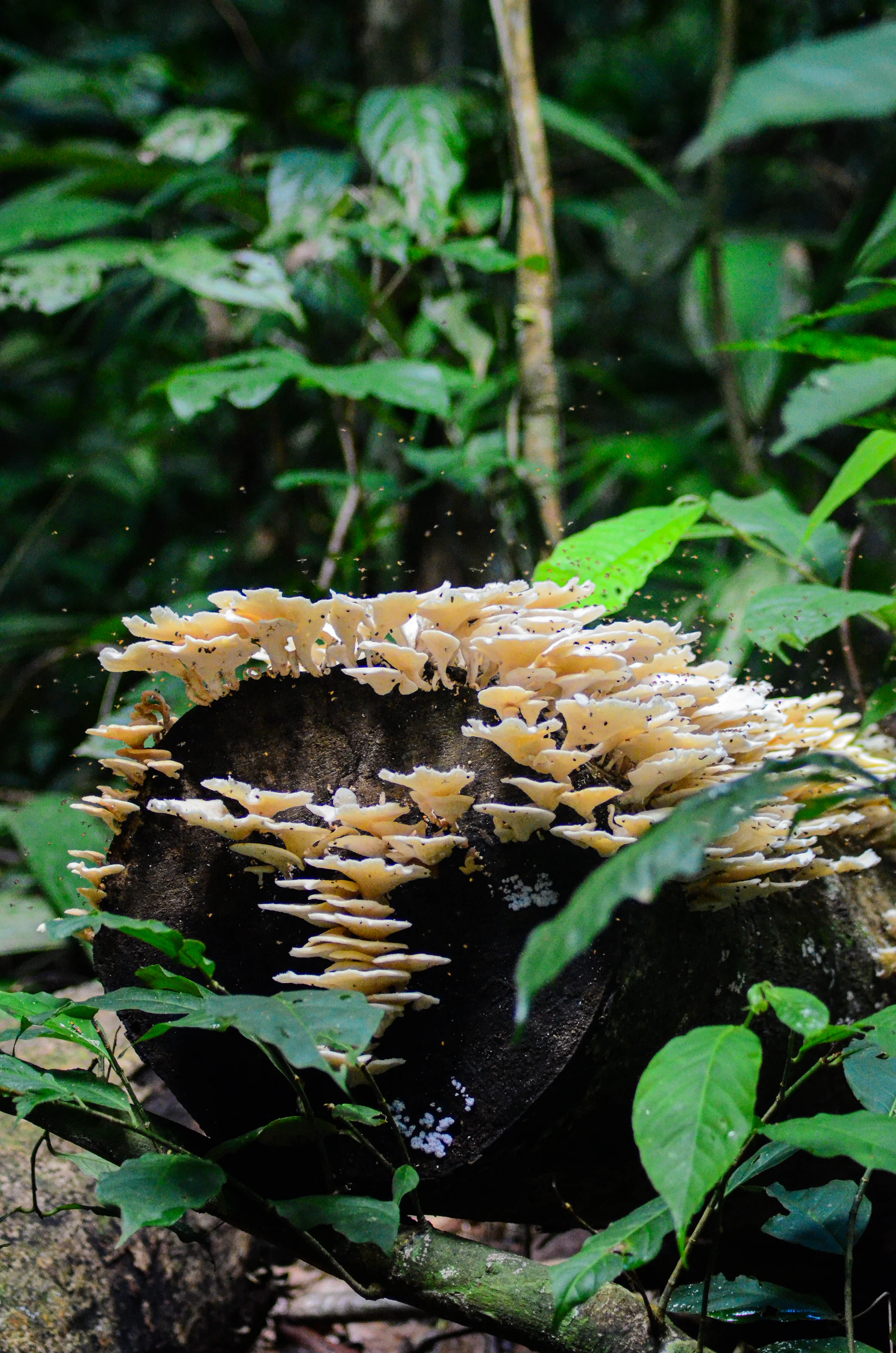 Cogumelos e micélio em uma floresta