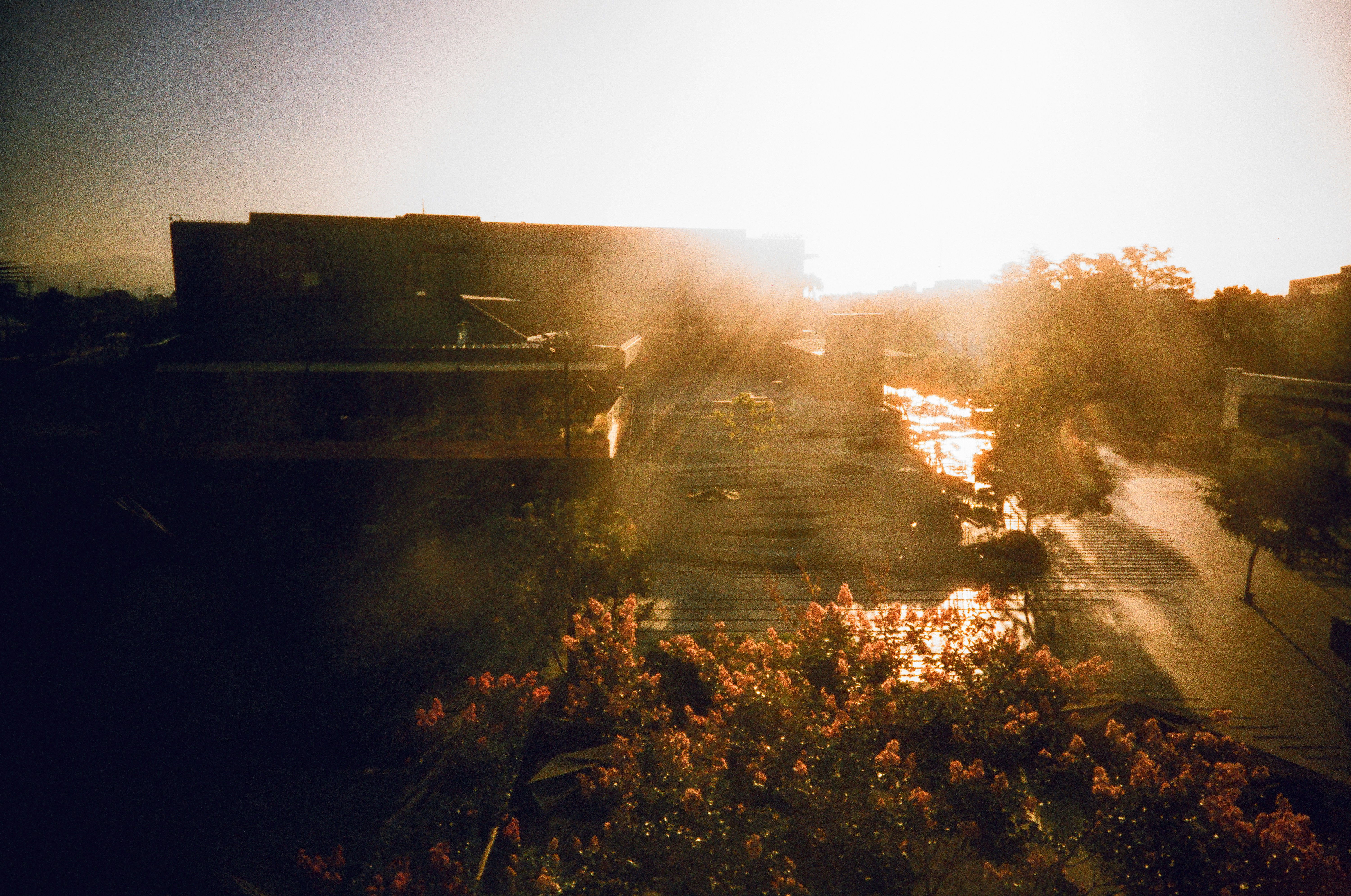 Bright sun behind building with lens flare and foliage.