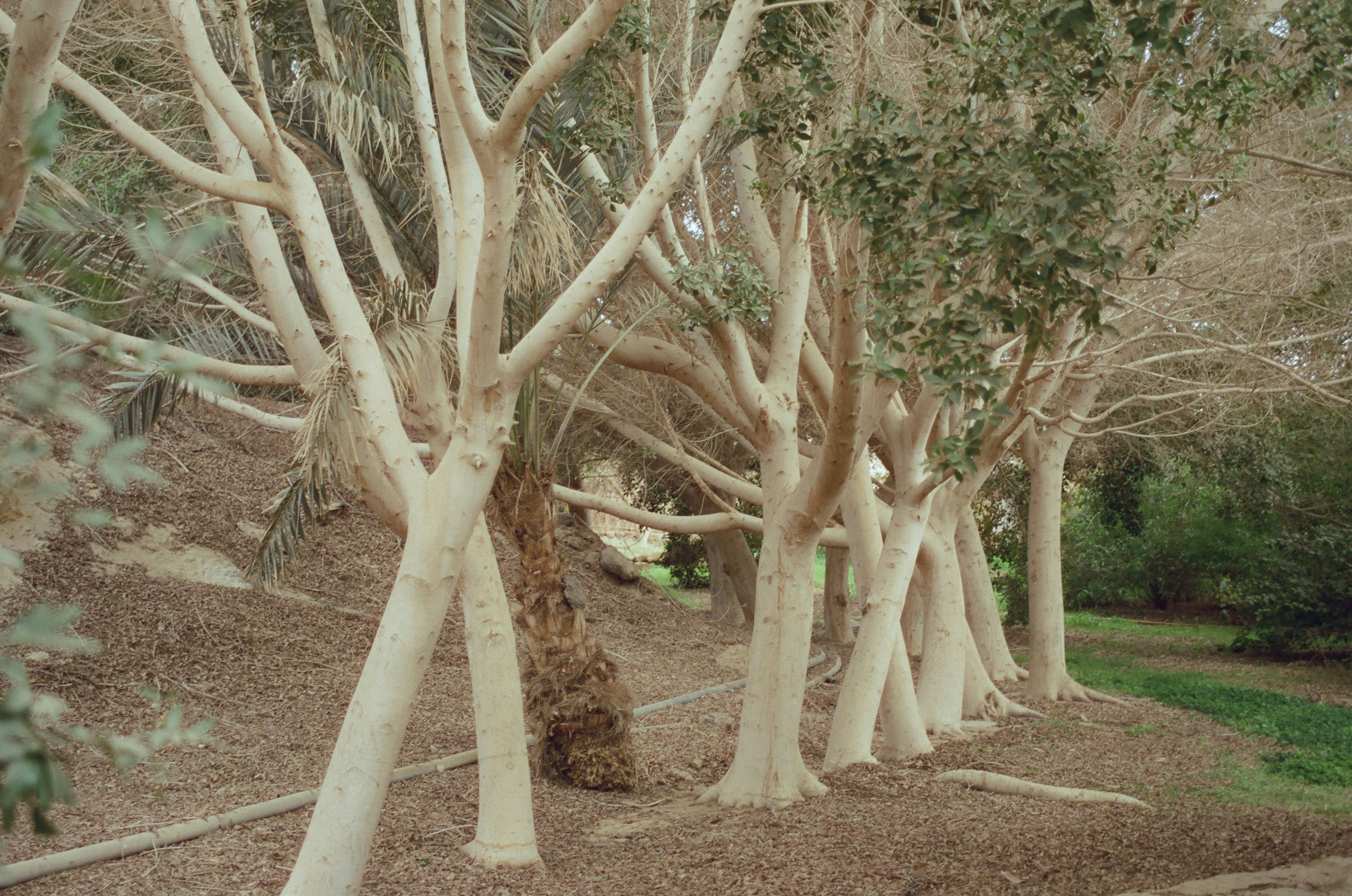 Cream-coloured trees with bare branches