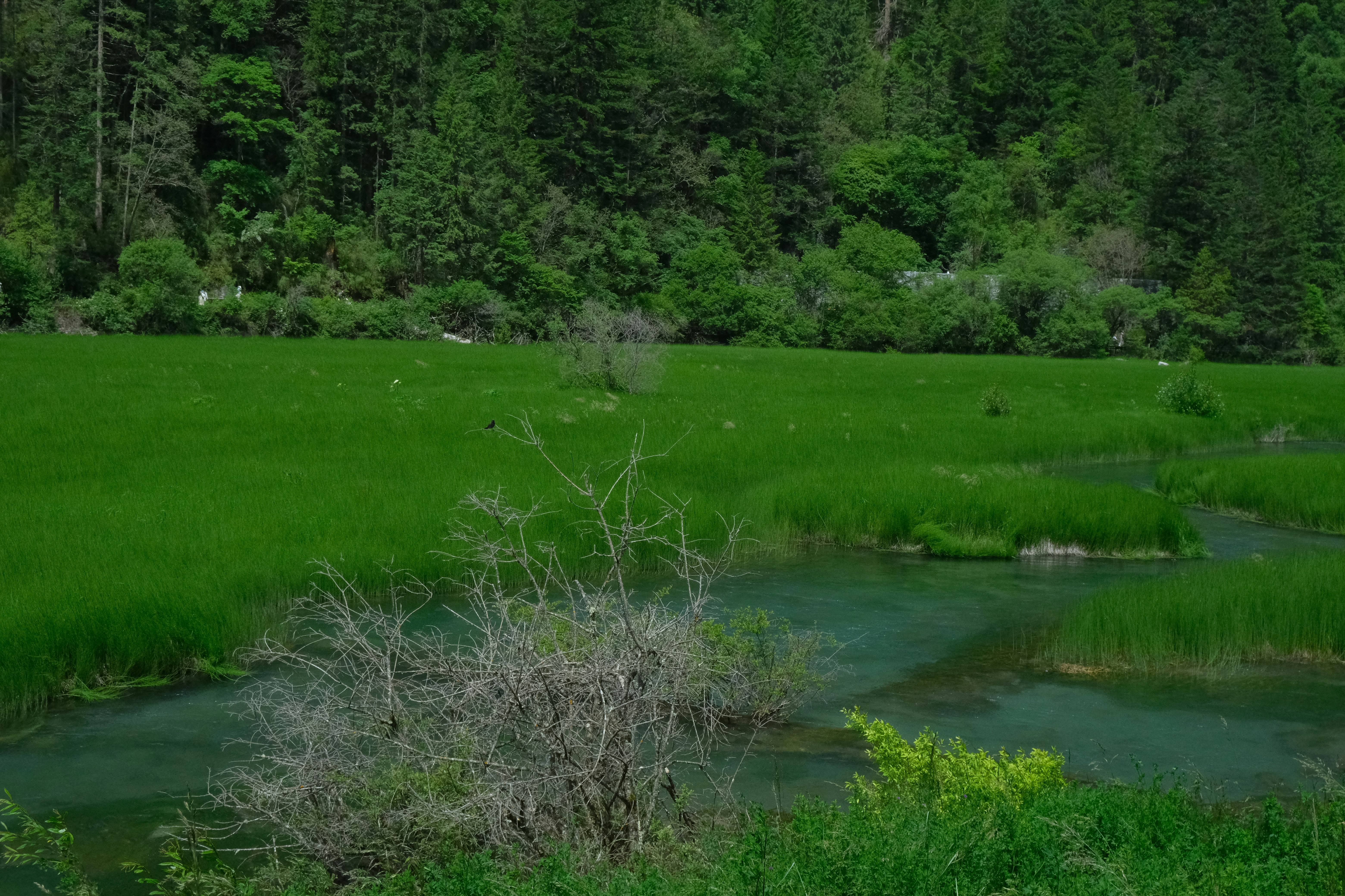 Nature Lush Green Field, Murky Water, And Dense Forest. 4K Wallpaper #2880