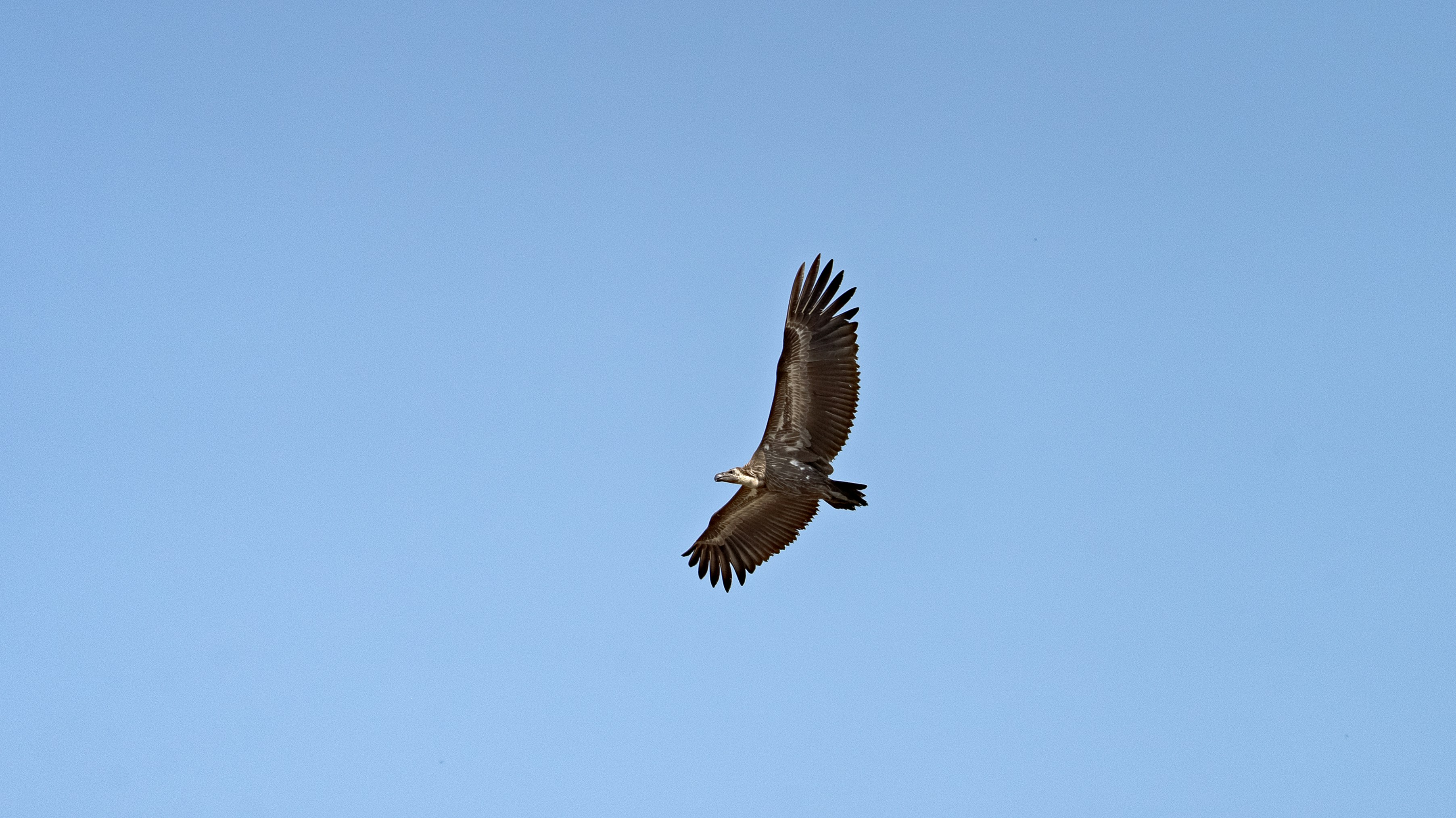 A vulture soaring against a clear blue sky.