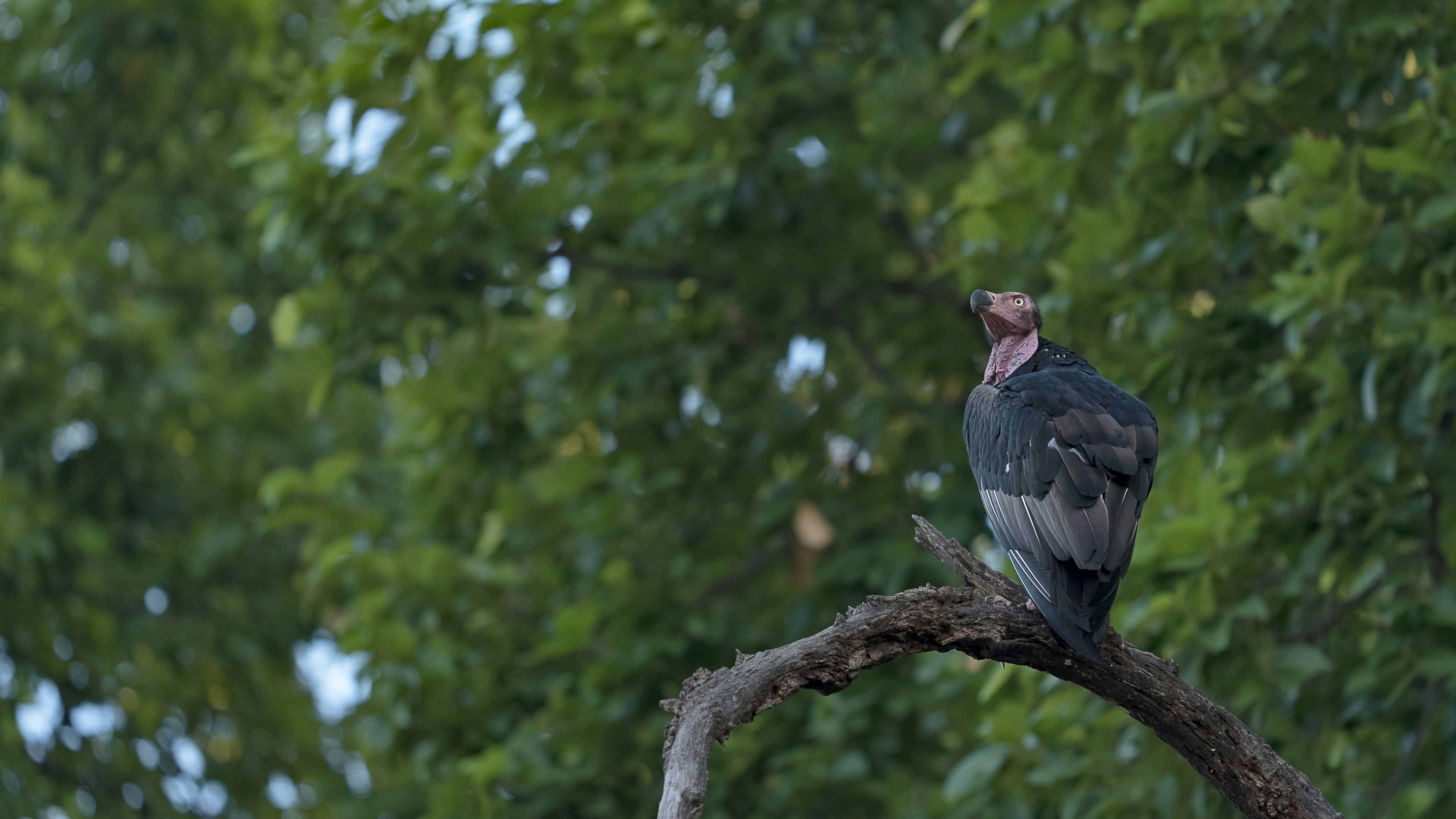 A large vulture sits on a tree branch.