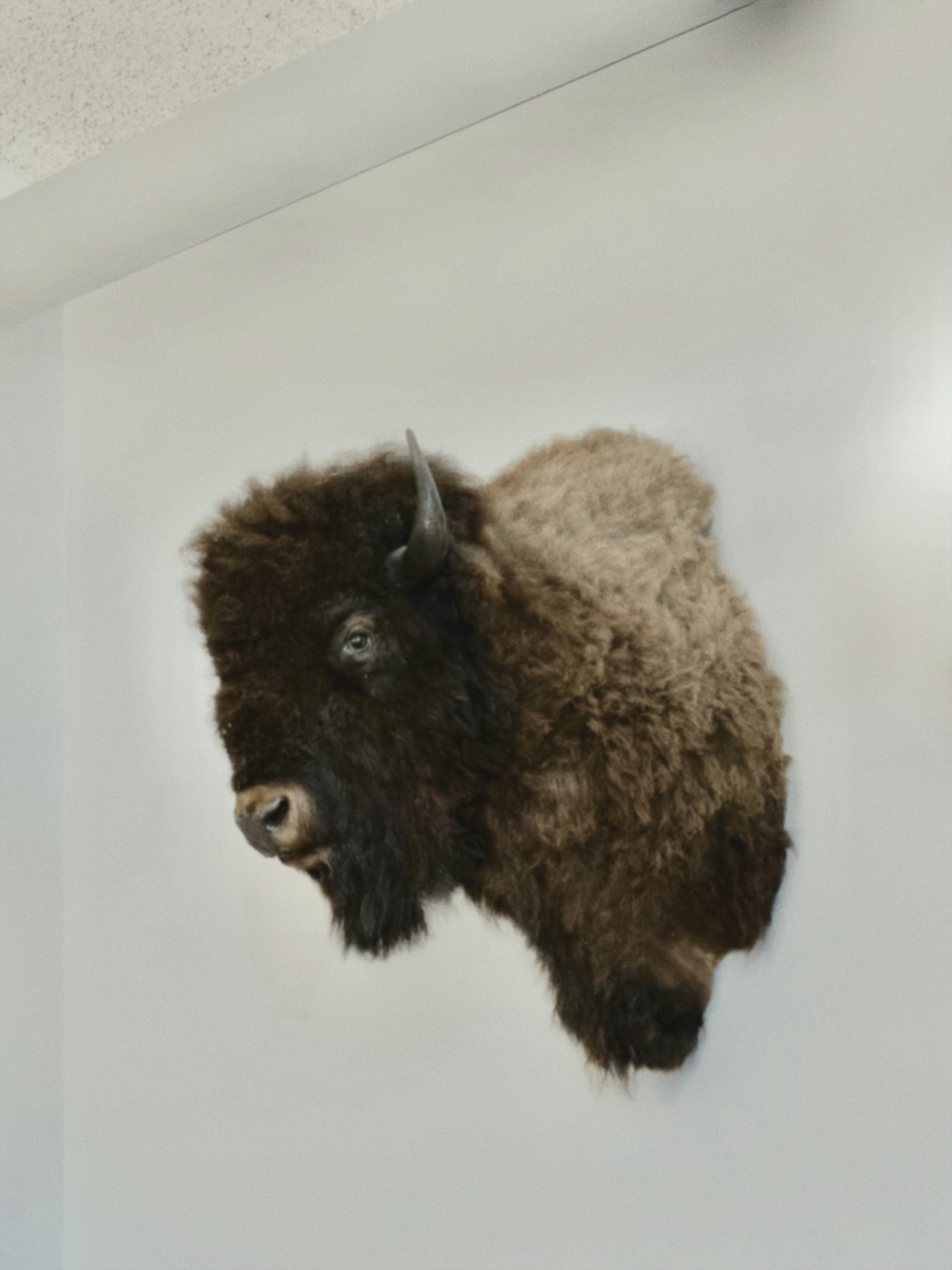 A taxidermied bison head mounted on a white wall.