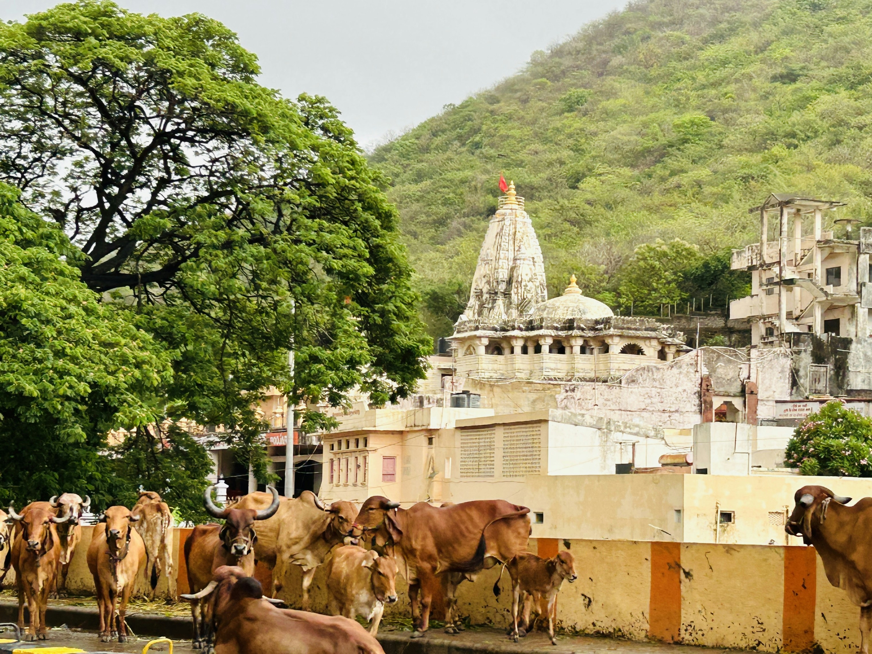 Cows near an ancient temple with a green mountain backdrop.