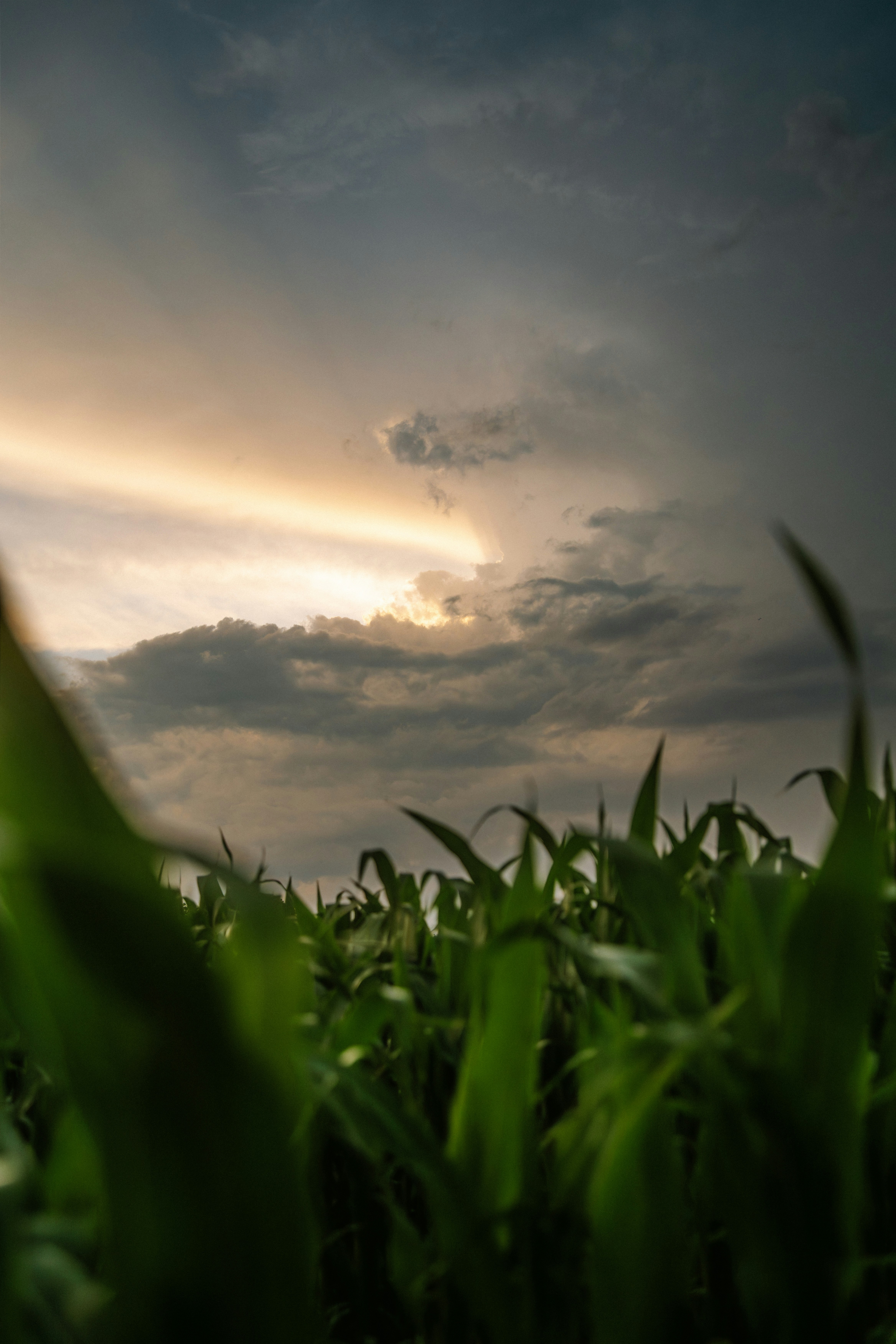 Lush cornfield beneath a dramatic sky with a glowing sunset.
