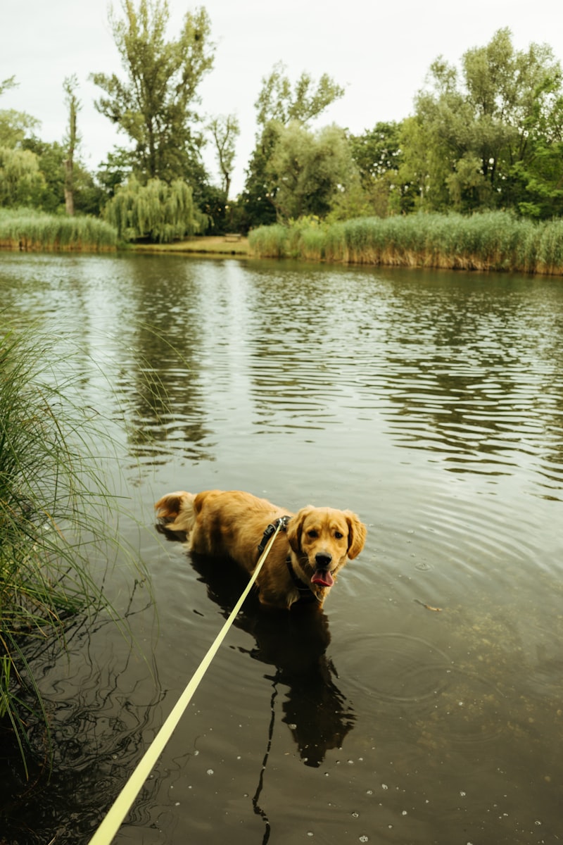 Environmental Pressure Training: Building a Confident Dog