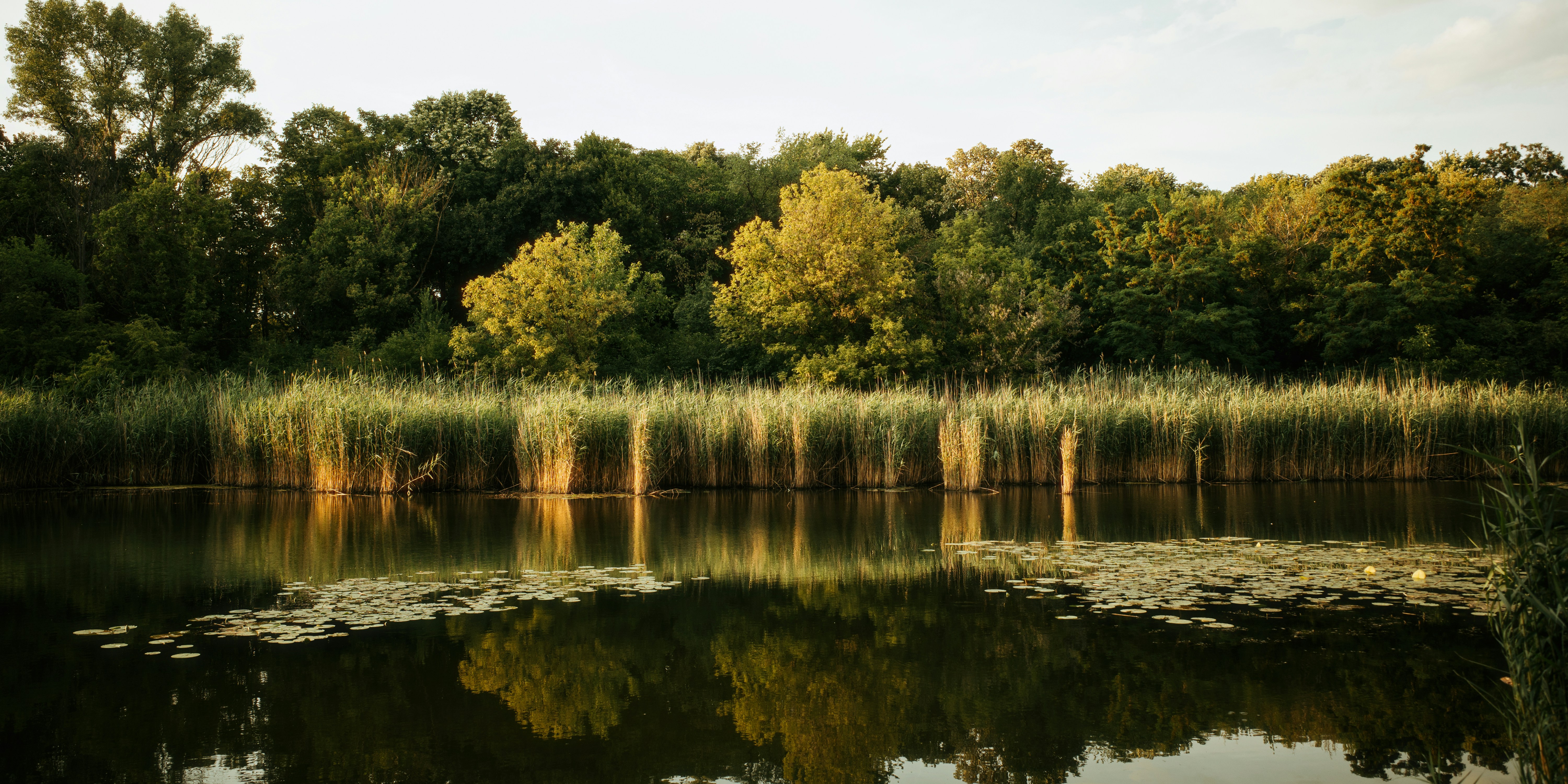 Calm water reflecting green trees and tall reeds.
