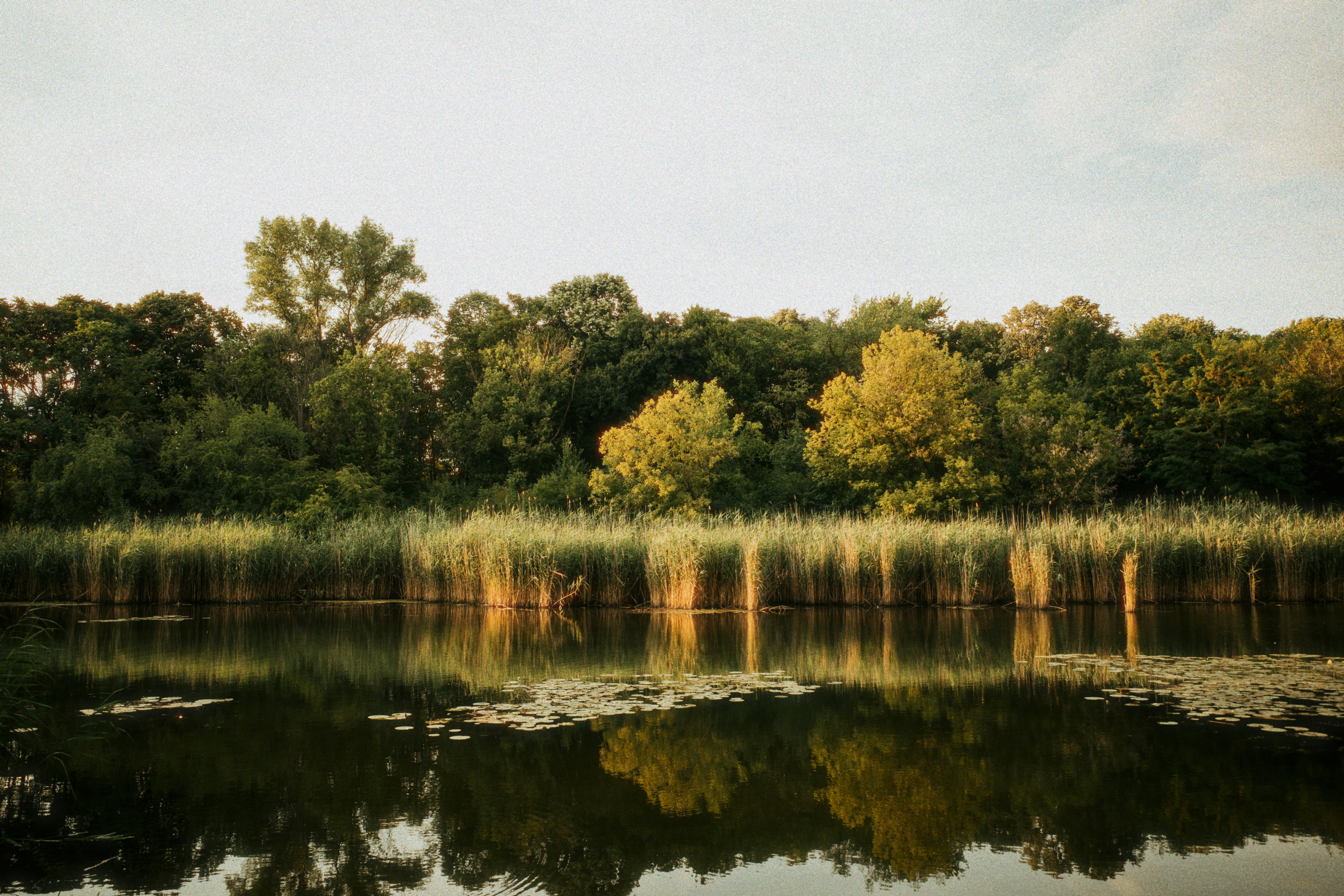 Nature Reeds And Trees Reflect In A Calm Lake. 4K Wallpaper #2874