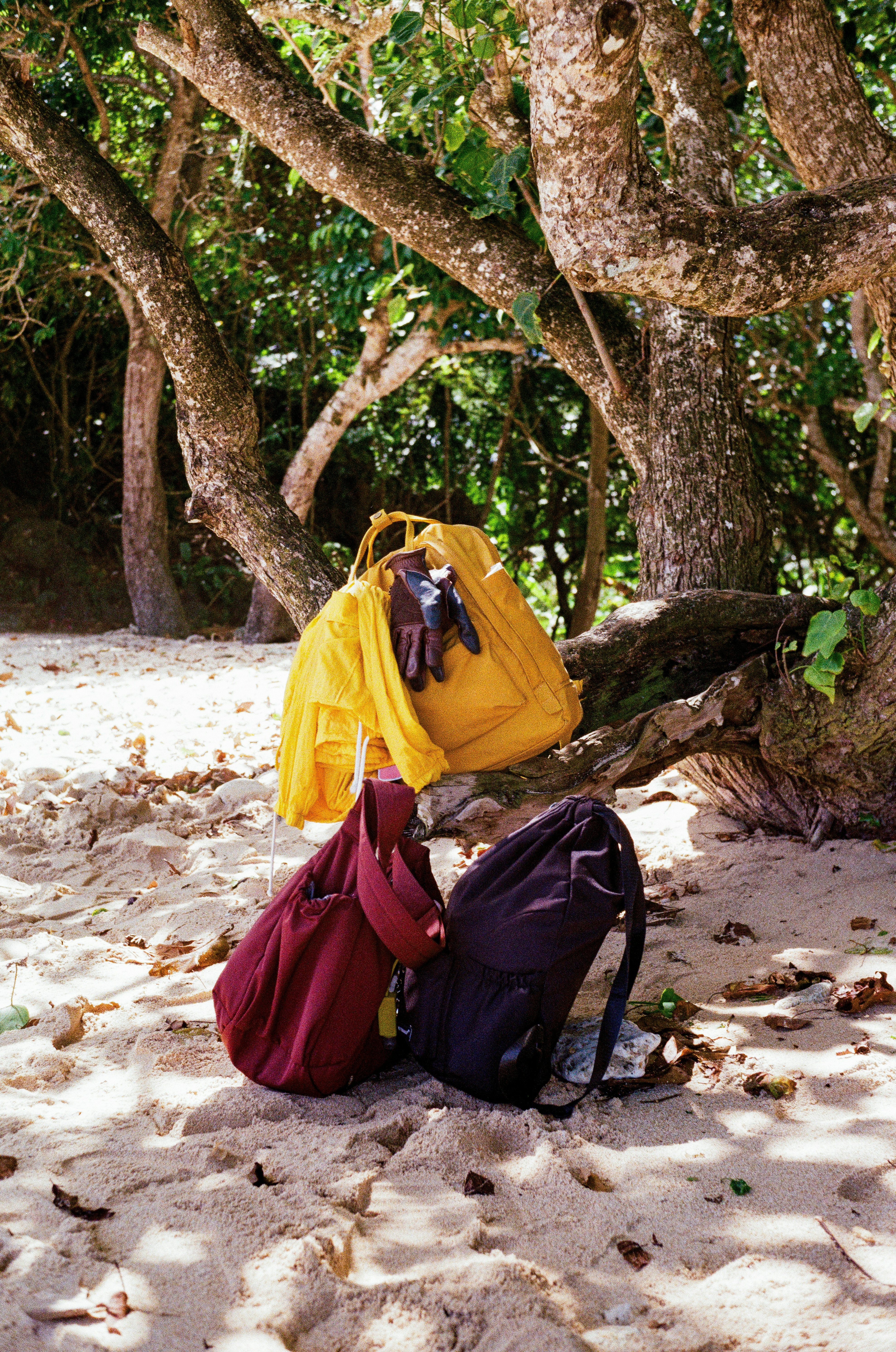 Bags and gloves on a sandy beach with large trees