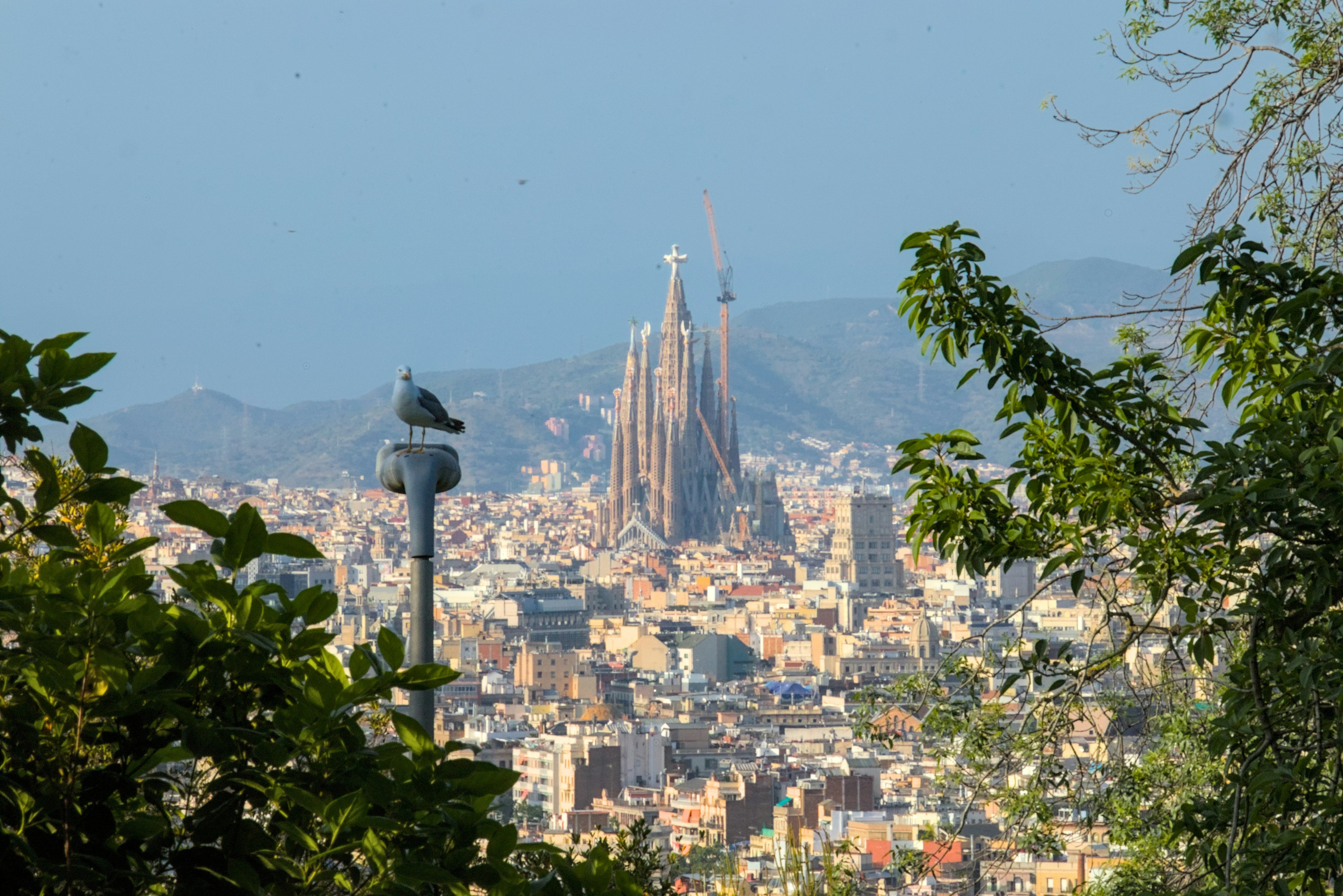 Sagrada familia towering over barcelona cityscape with green leaves.