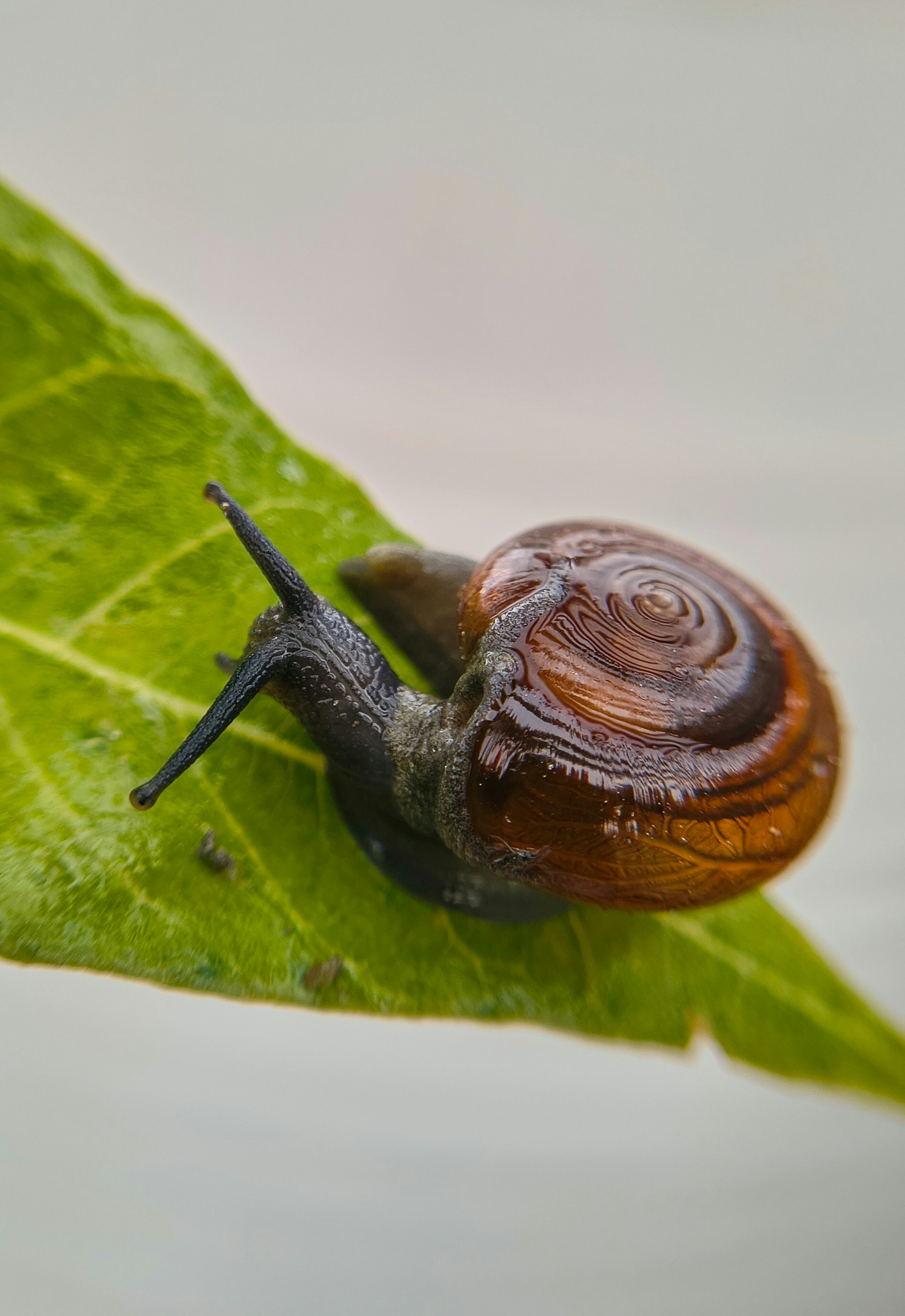 Petit escargot avec une coquille brune sur feuille verte.