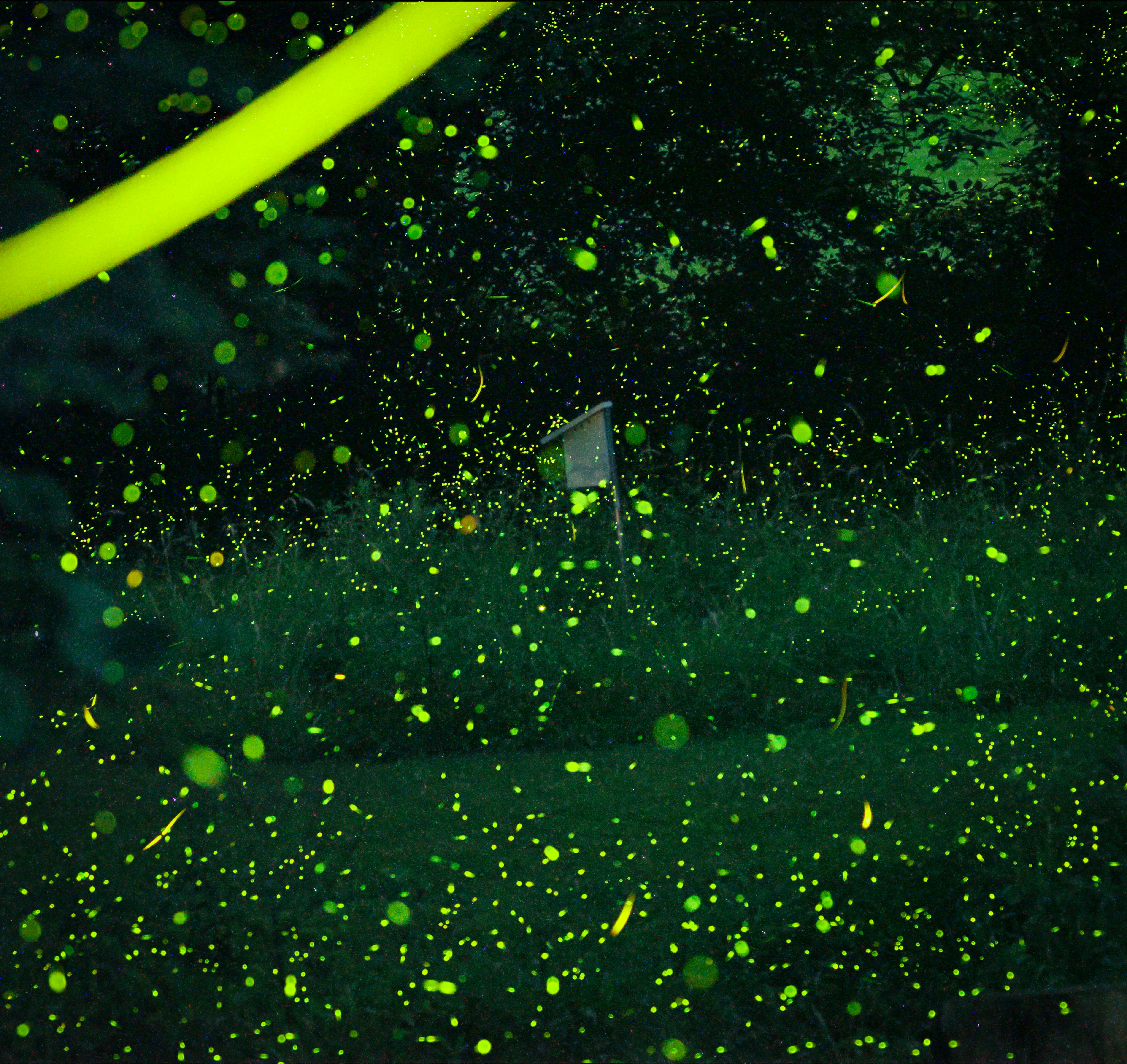 panpsychism: Bioluminescent green organisms, yellow streak, and flag in dark water