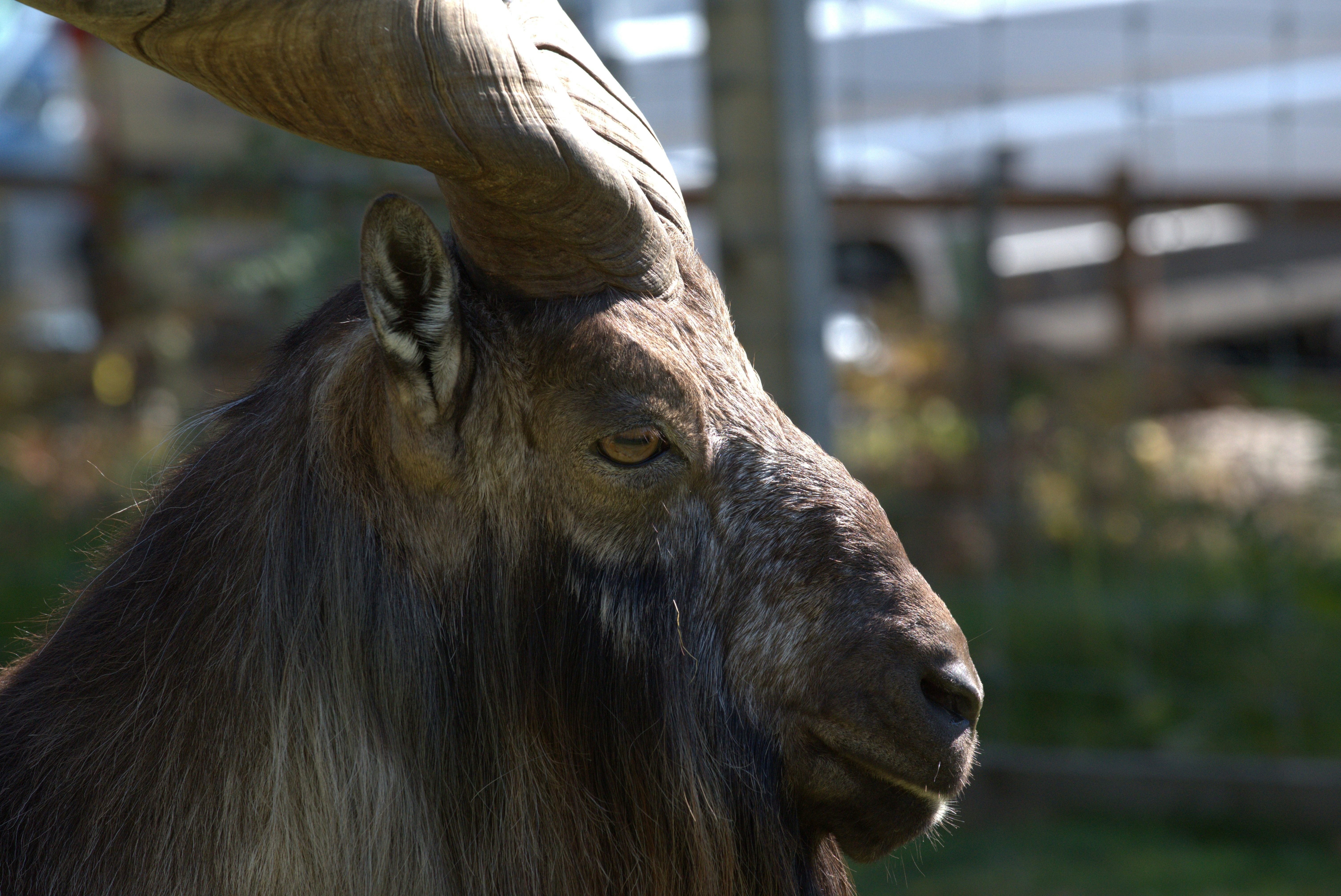 A markhor goat with large spiraled horns looks right