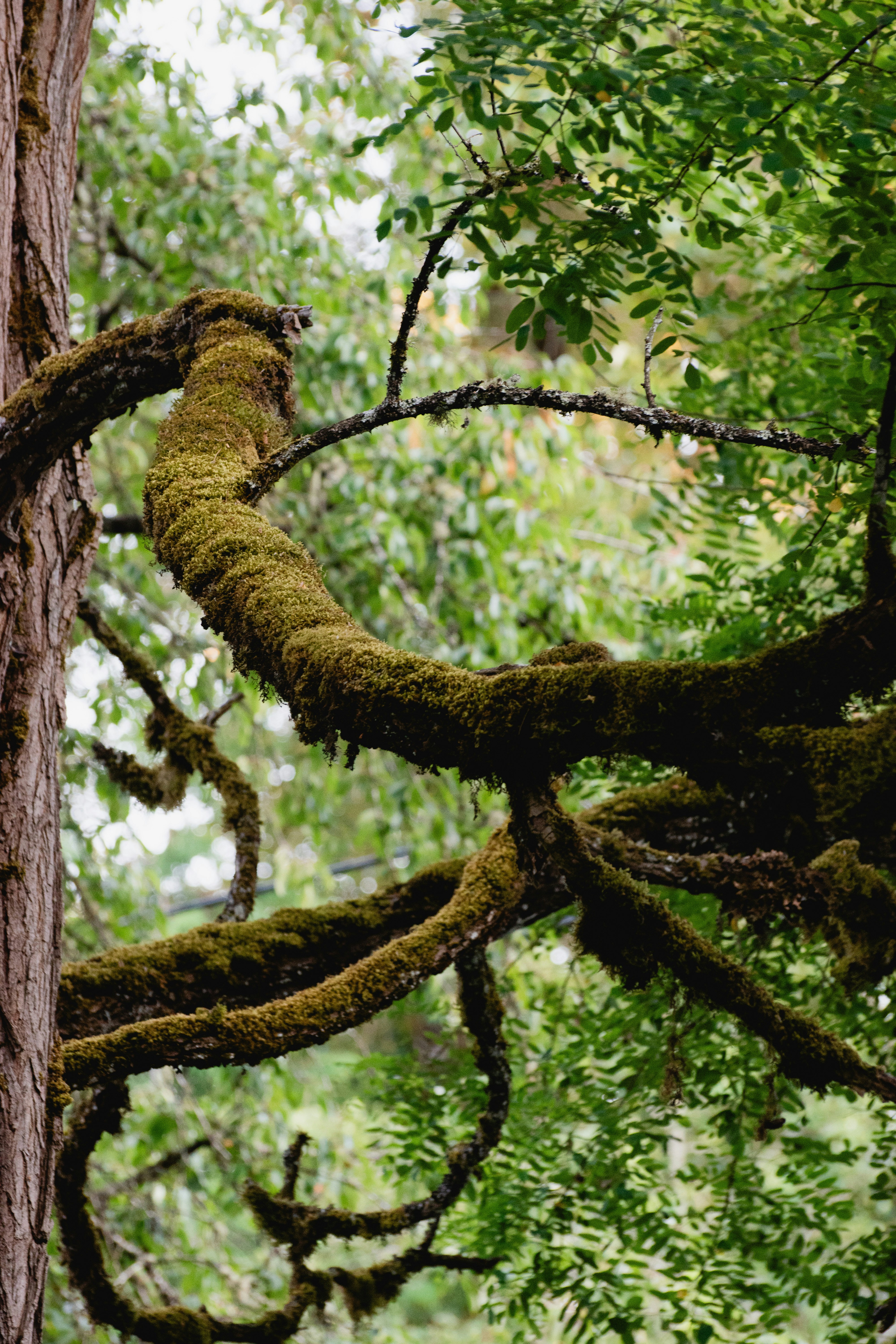 Moss-covered tree branches with green foliage in a forest.