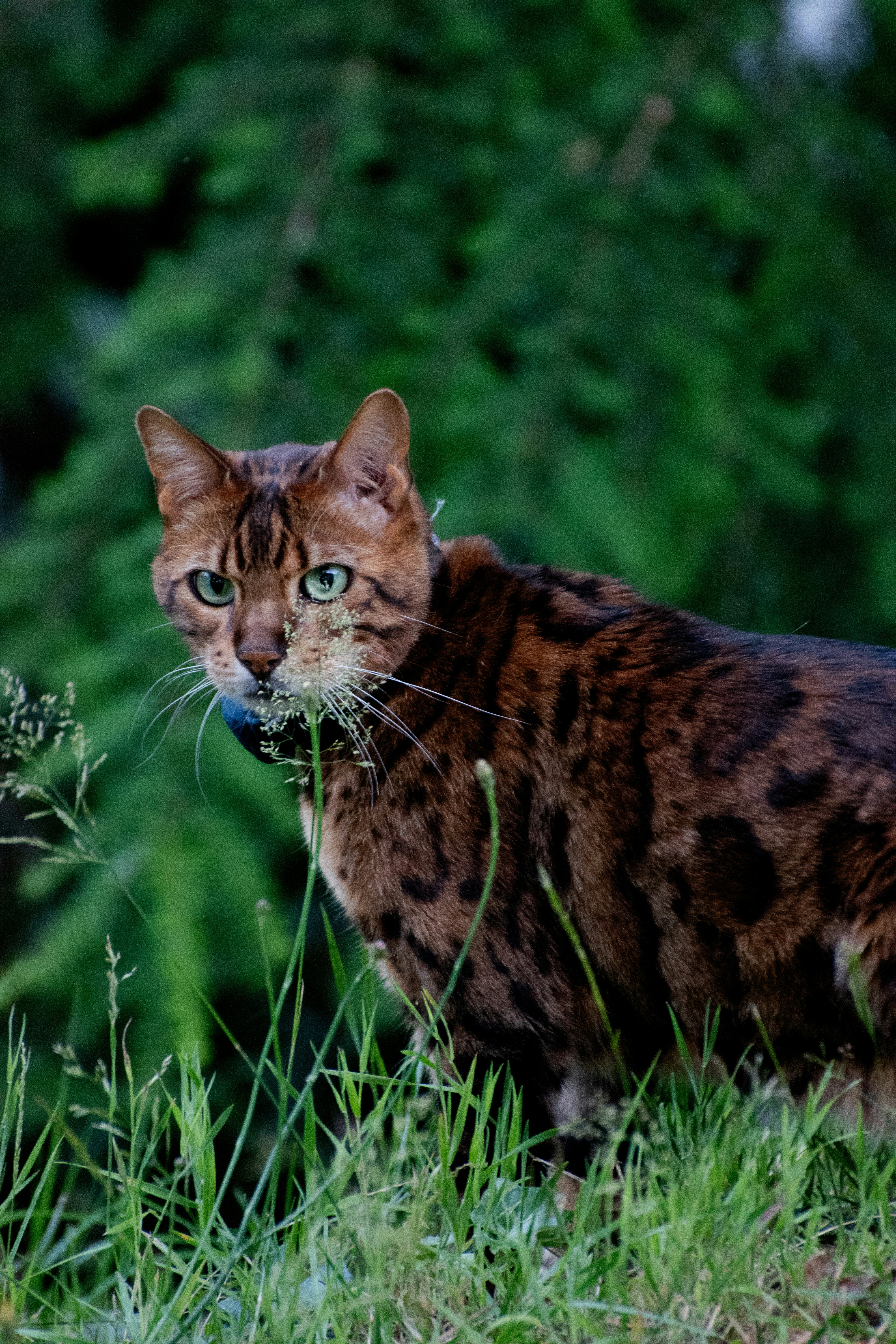 Spotted bengal cat in grass, holding foliage.