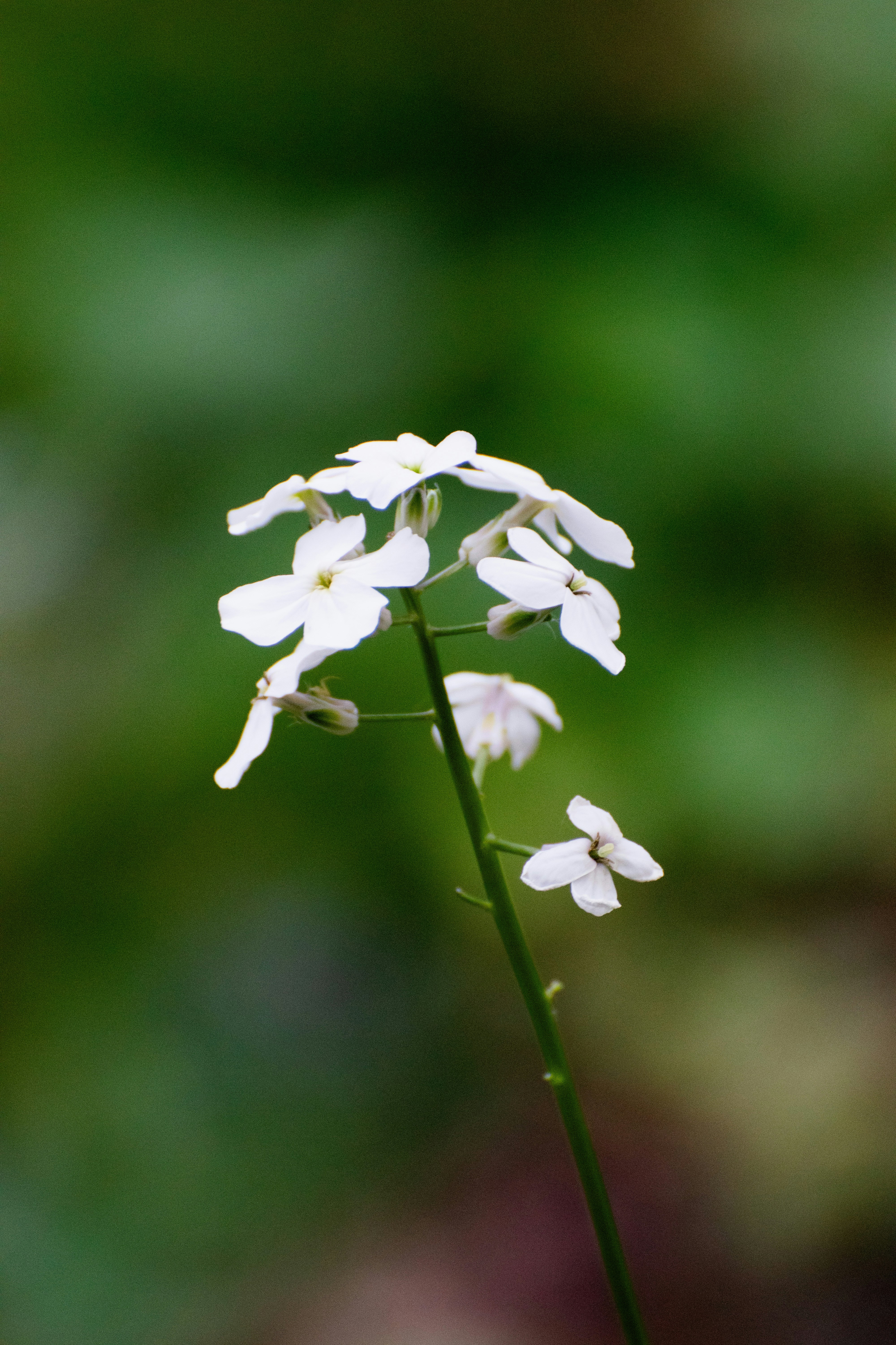 A cluster of small white flowers on a green stem.