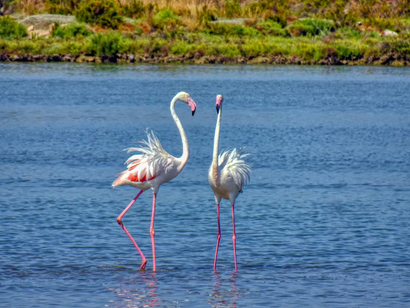 Flamencos en una marisma de aguas someras