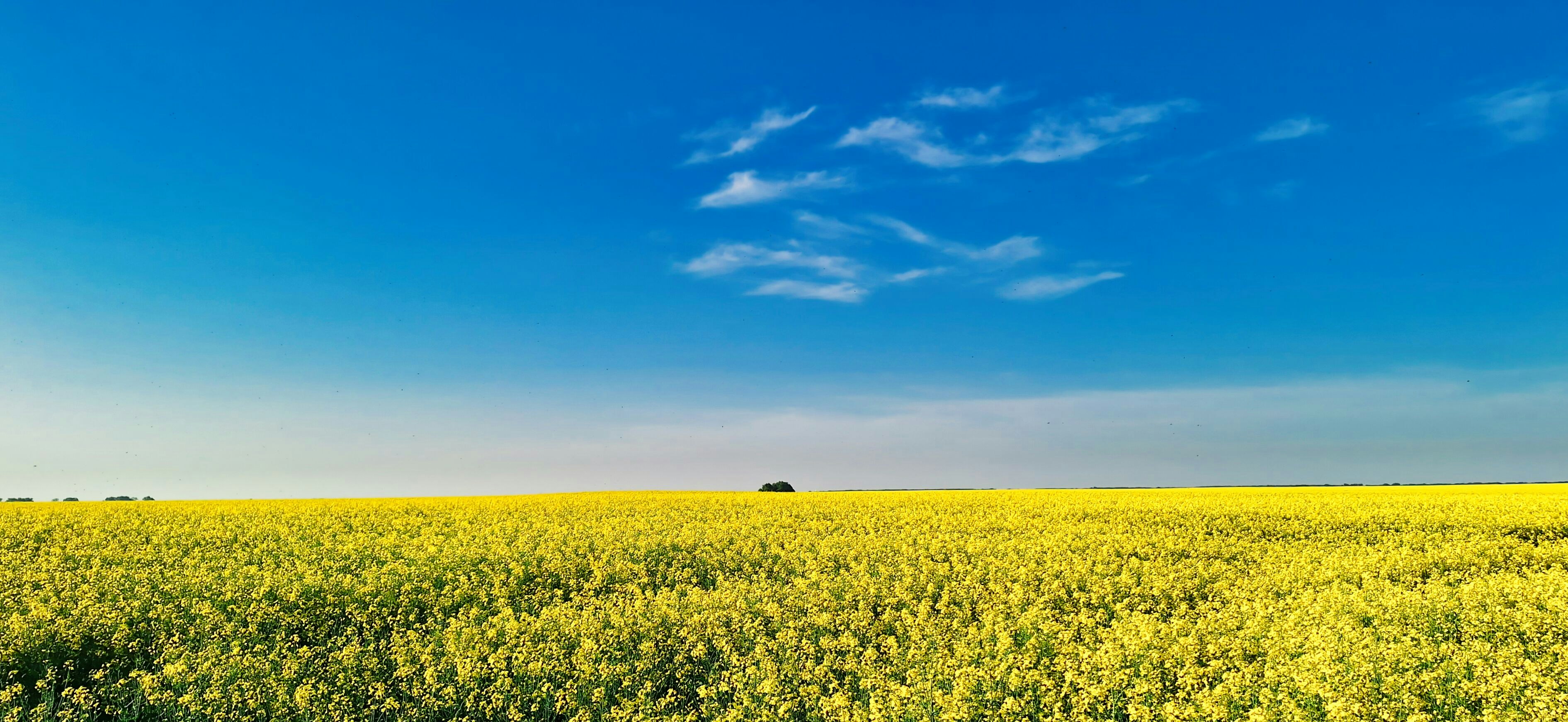 Vast yellow flower field under a bright blue sky.