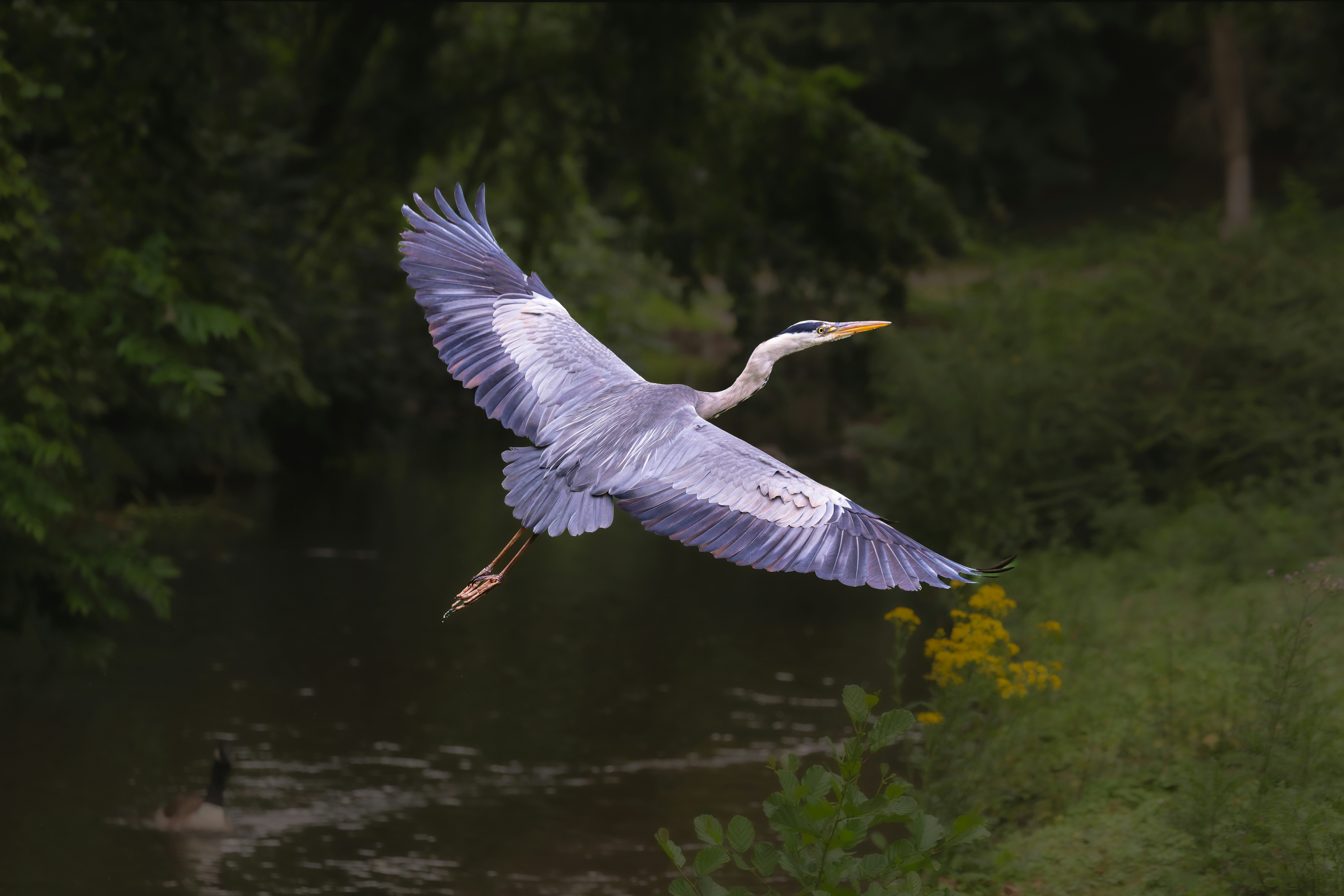 Una garza real vuela con gracia sobre un río.