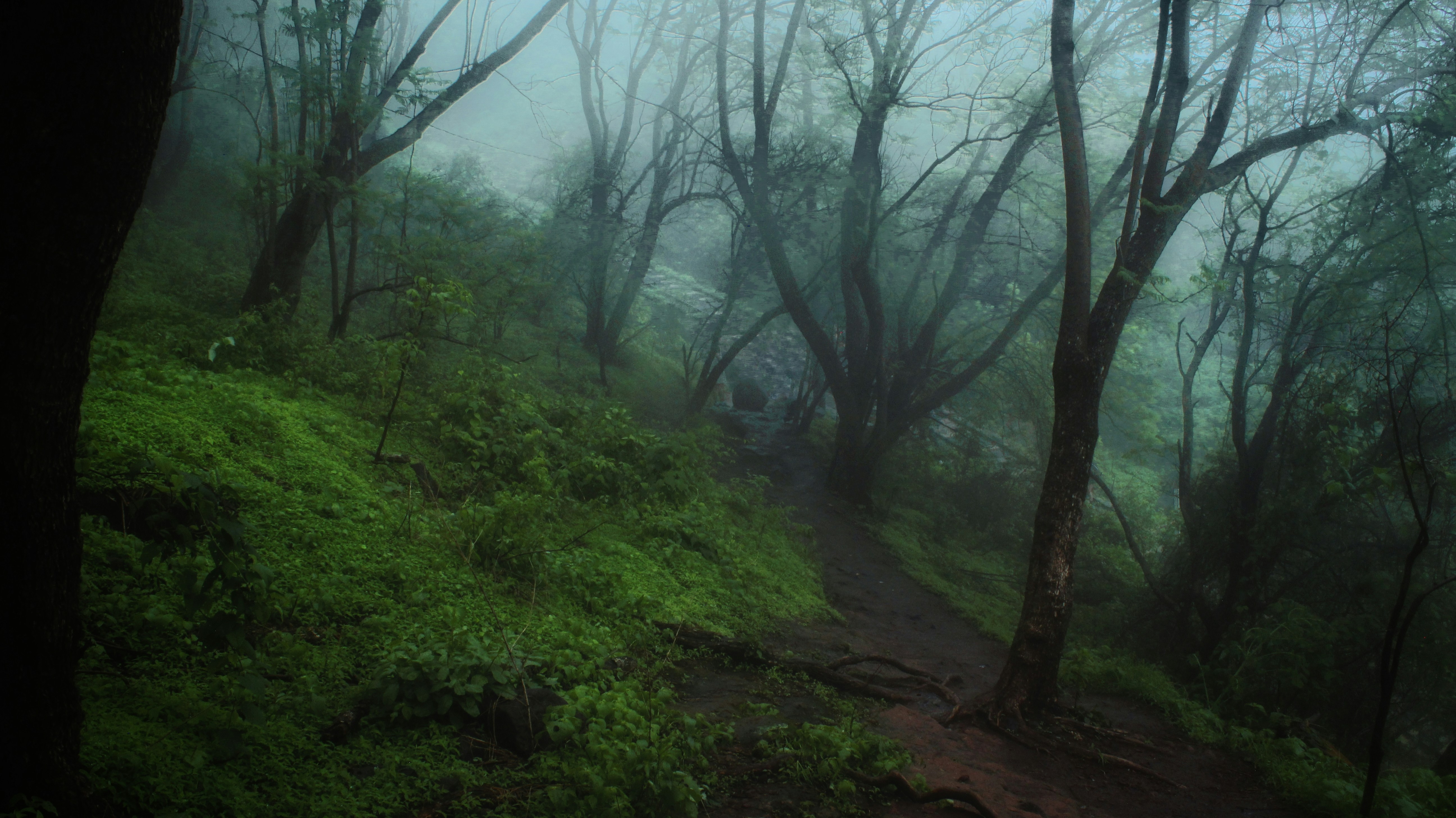 forest trail, wet leaves, morning mist, soft light, dense greenery