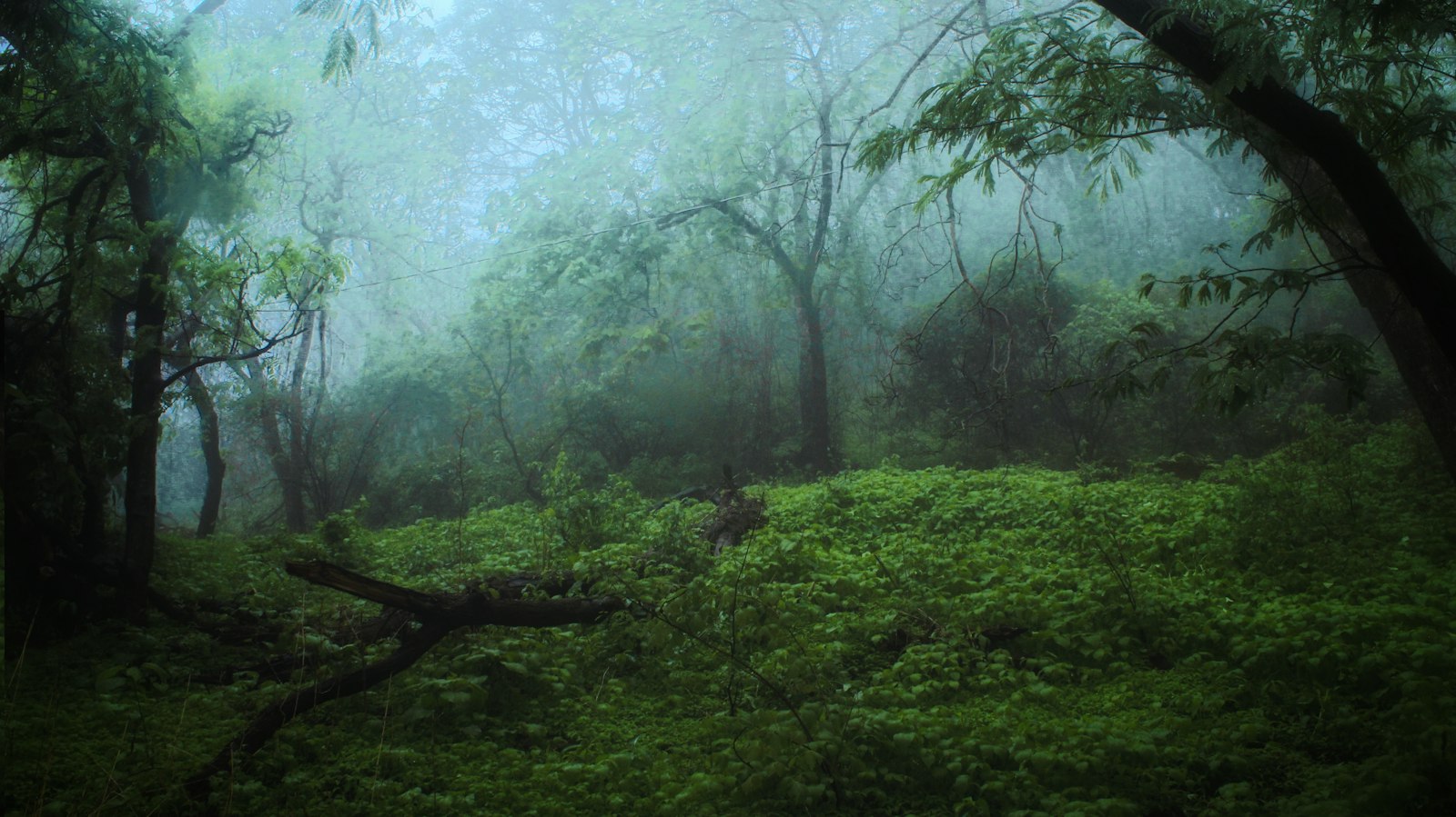 King Cobra Photography in Agumbe: Ethics and Distance — wildlife photography article cover