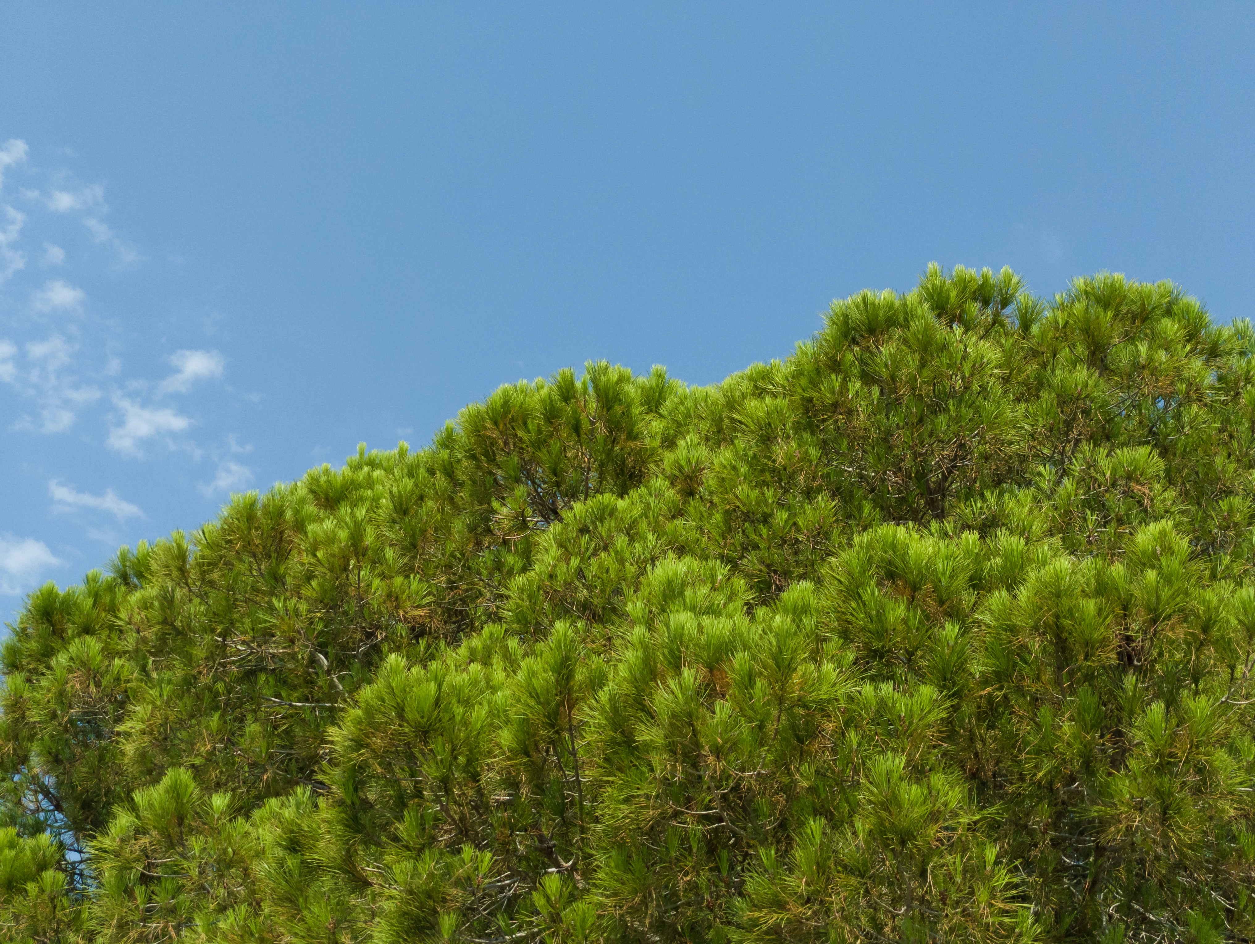 Green tree canopy against a blue sky with white clouds.