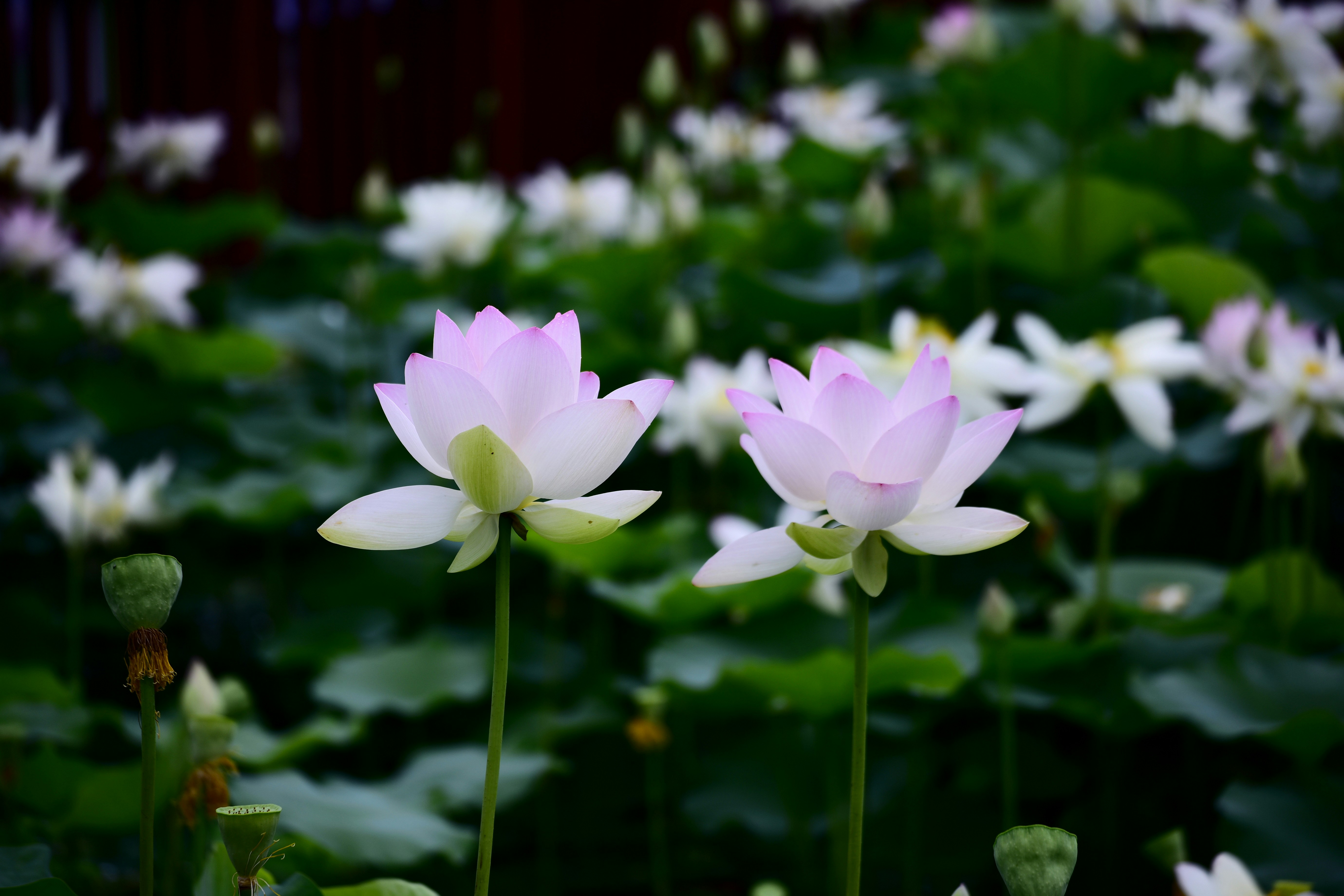 Two delicate pink lotus flowers blooming in a serene pond.