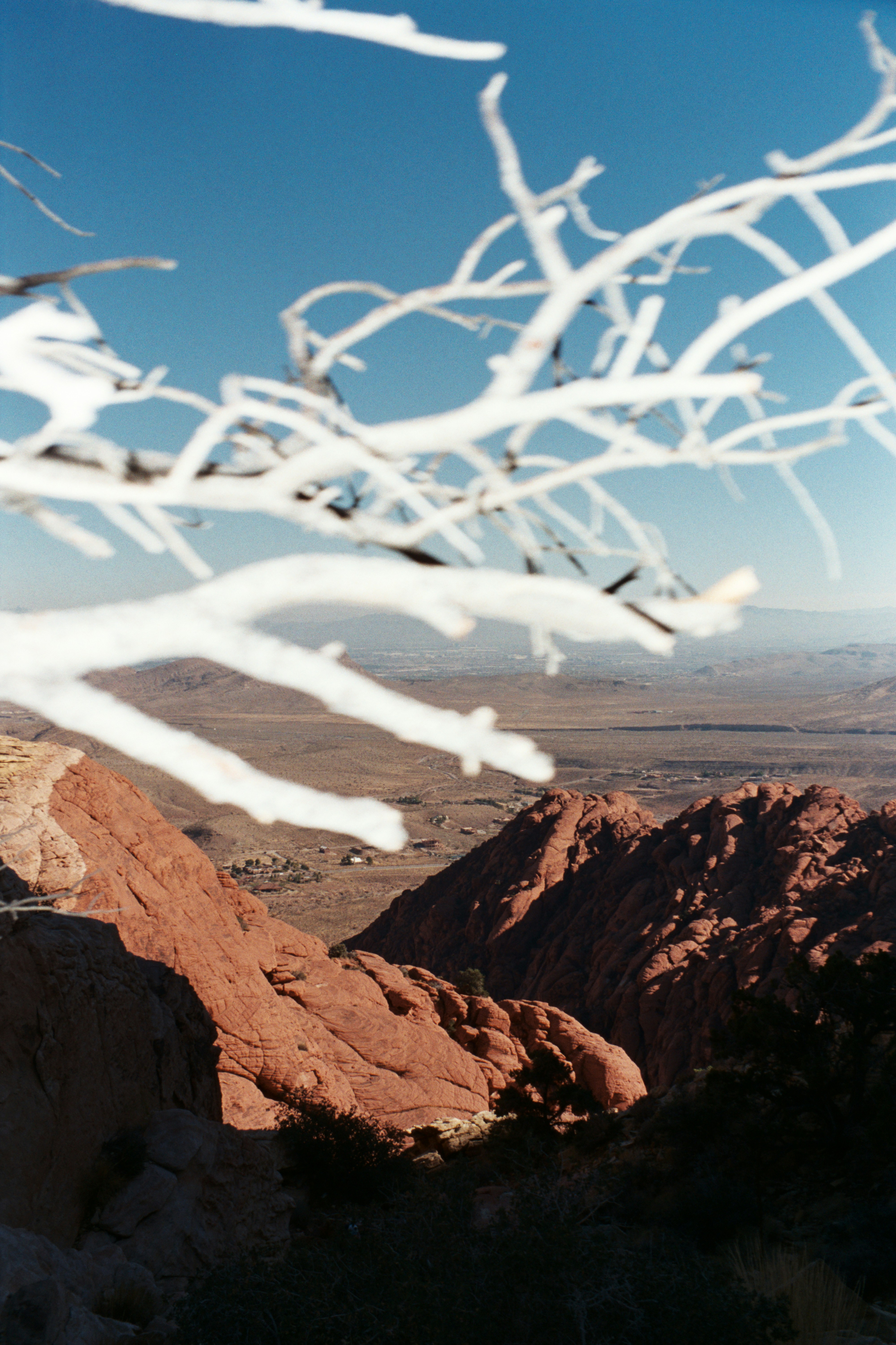White branches frame red rock mountains and a desert valley.