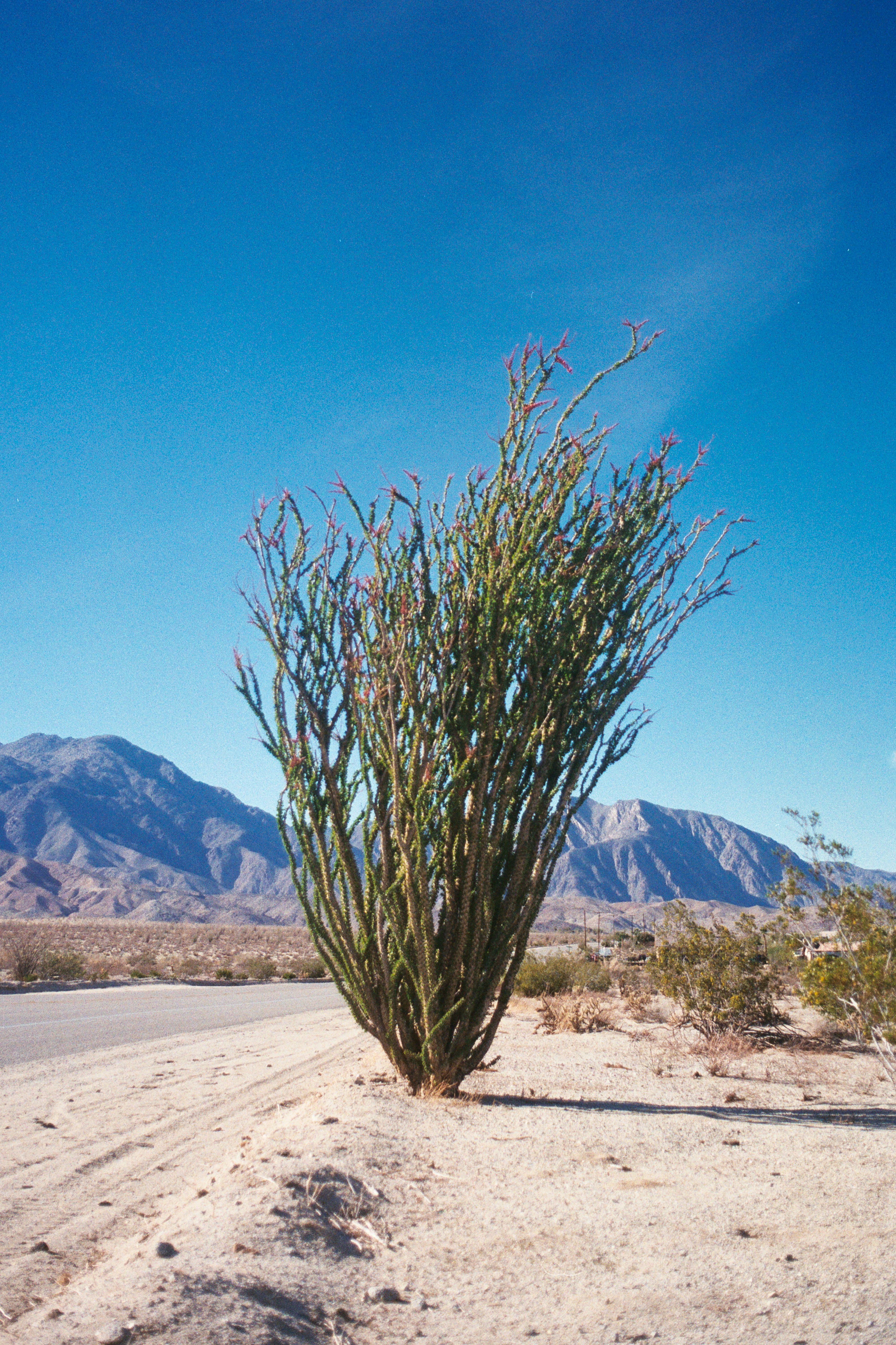 An ocotillo plant stands beside a desert road with mountains.