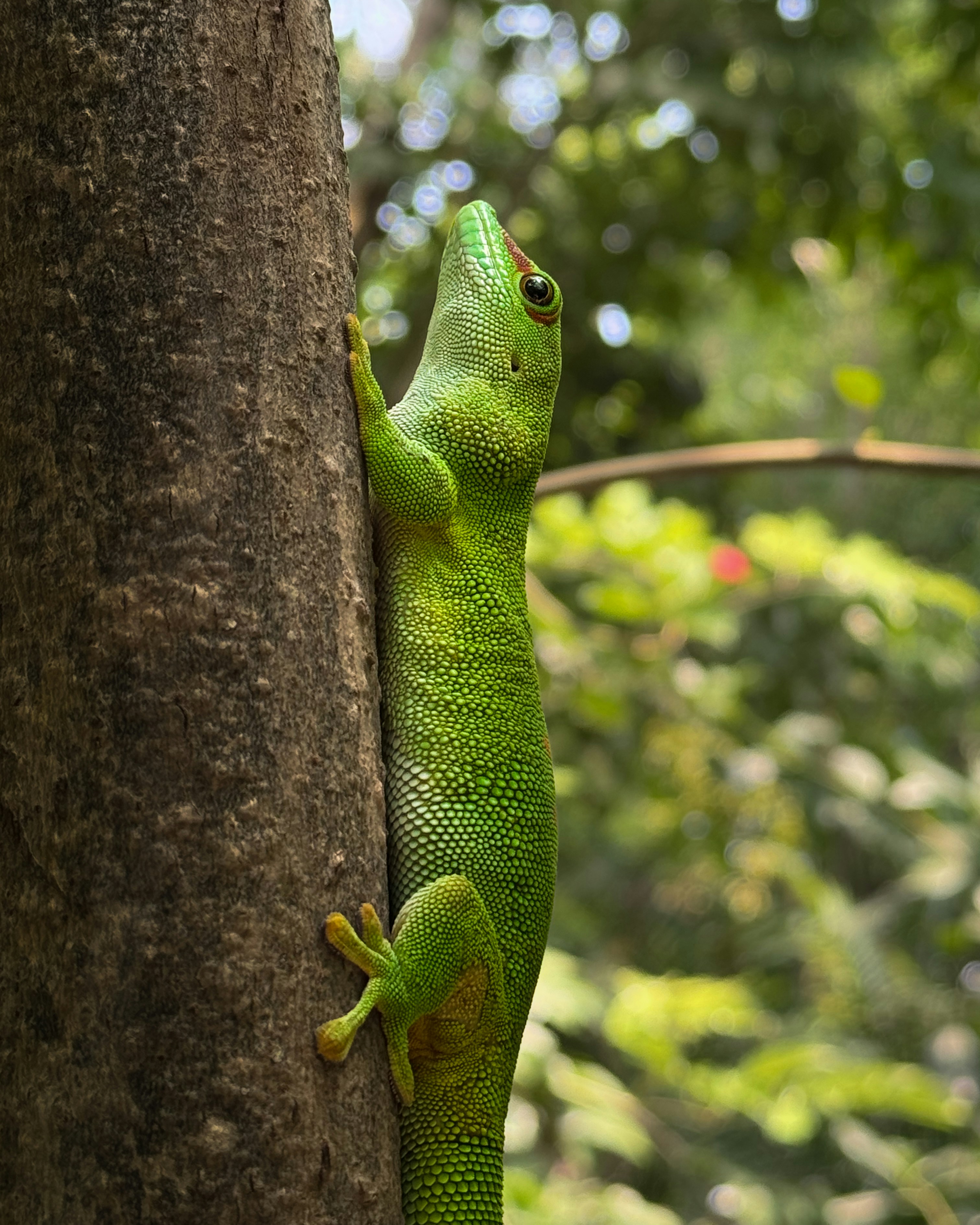 A green gecko gripping a sunlit tree trunk, shot on an iPhone 15 Pro