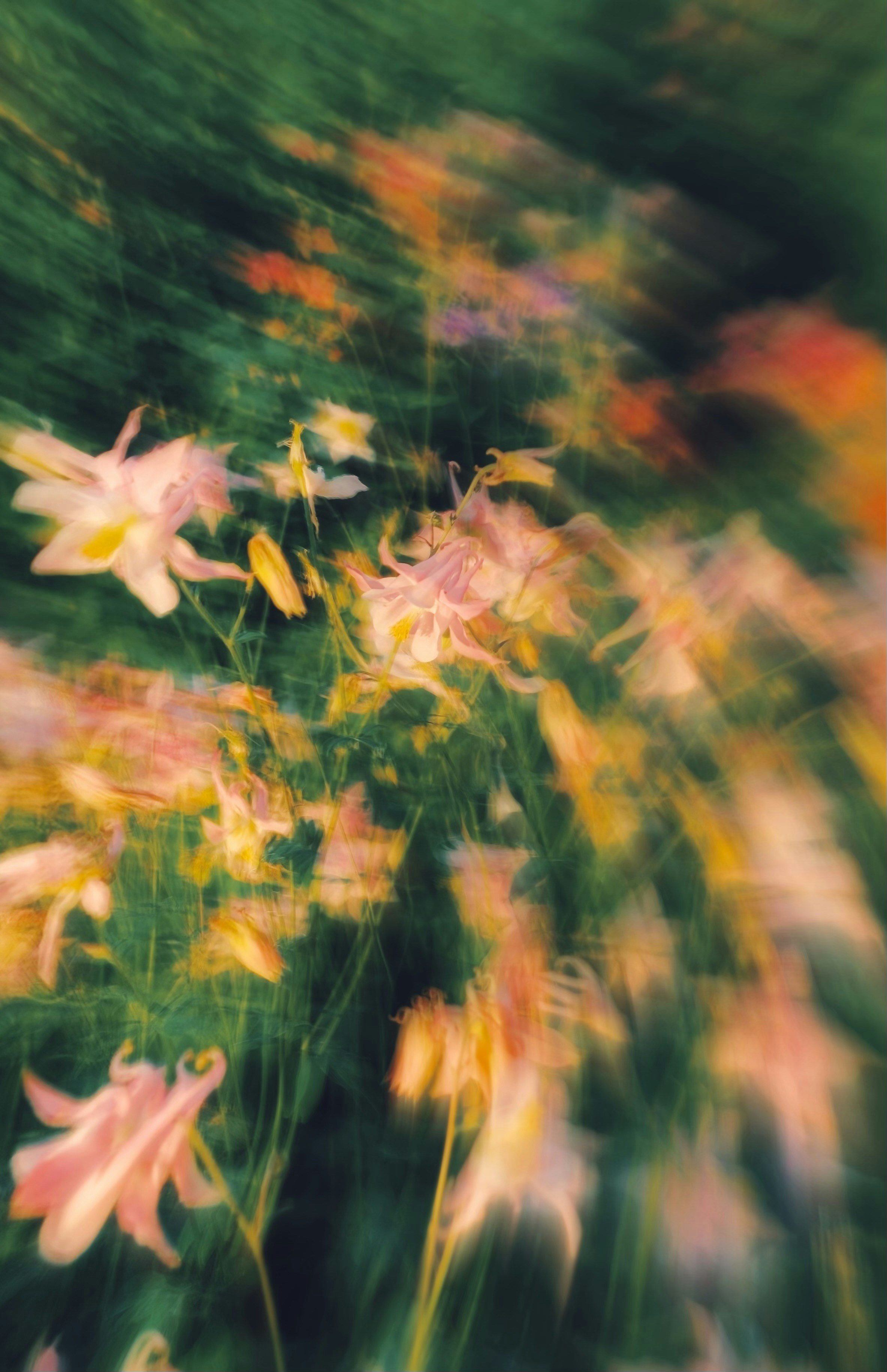 ピンクと黄色の花の抽象的な動きのぼかし。