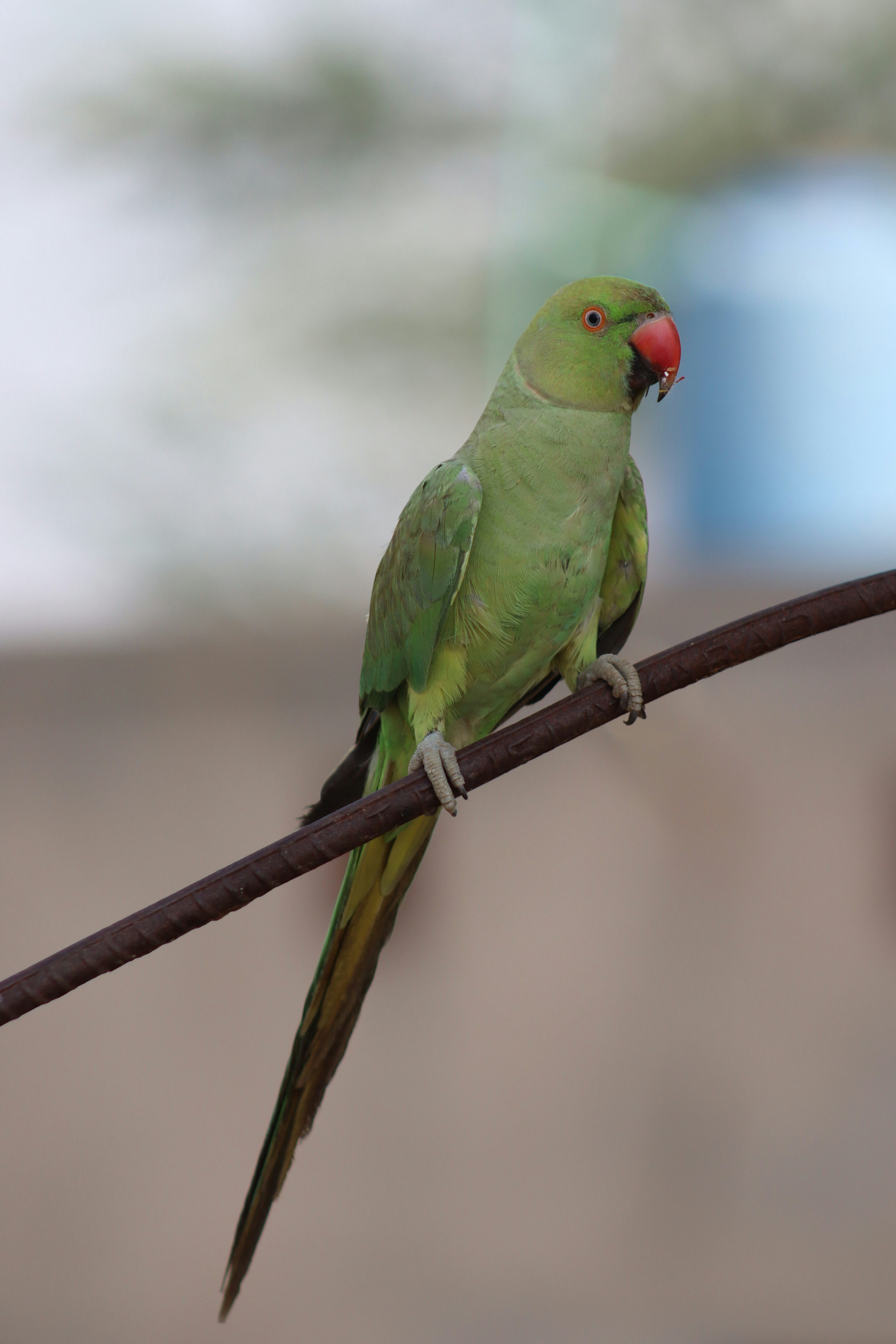 Green parrot with red beak perched on a rusty bar.