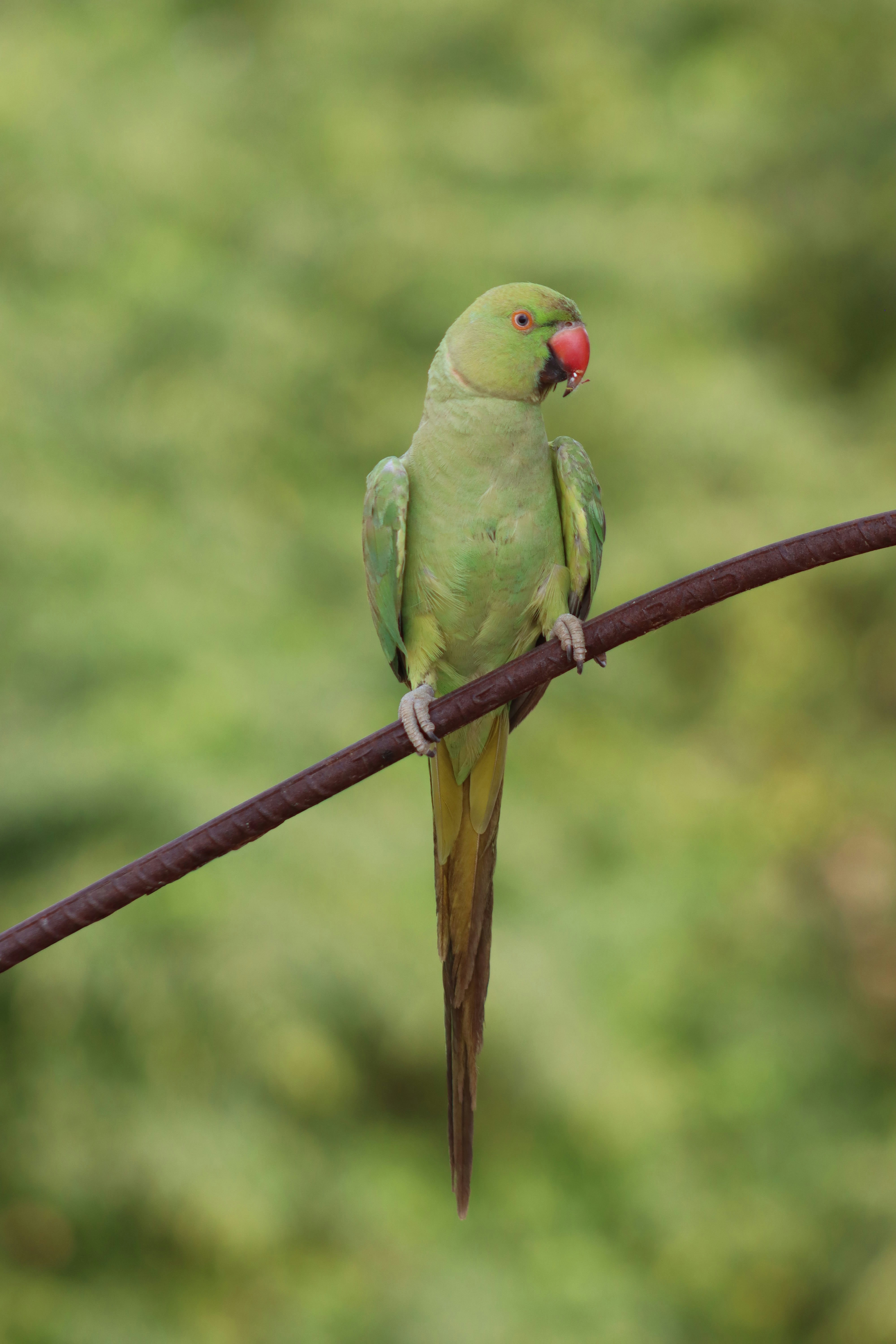 Green parrot with red beak perched on a branch.