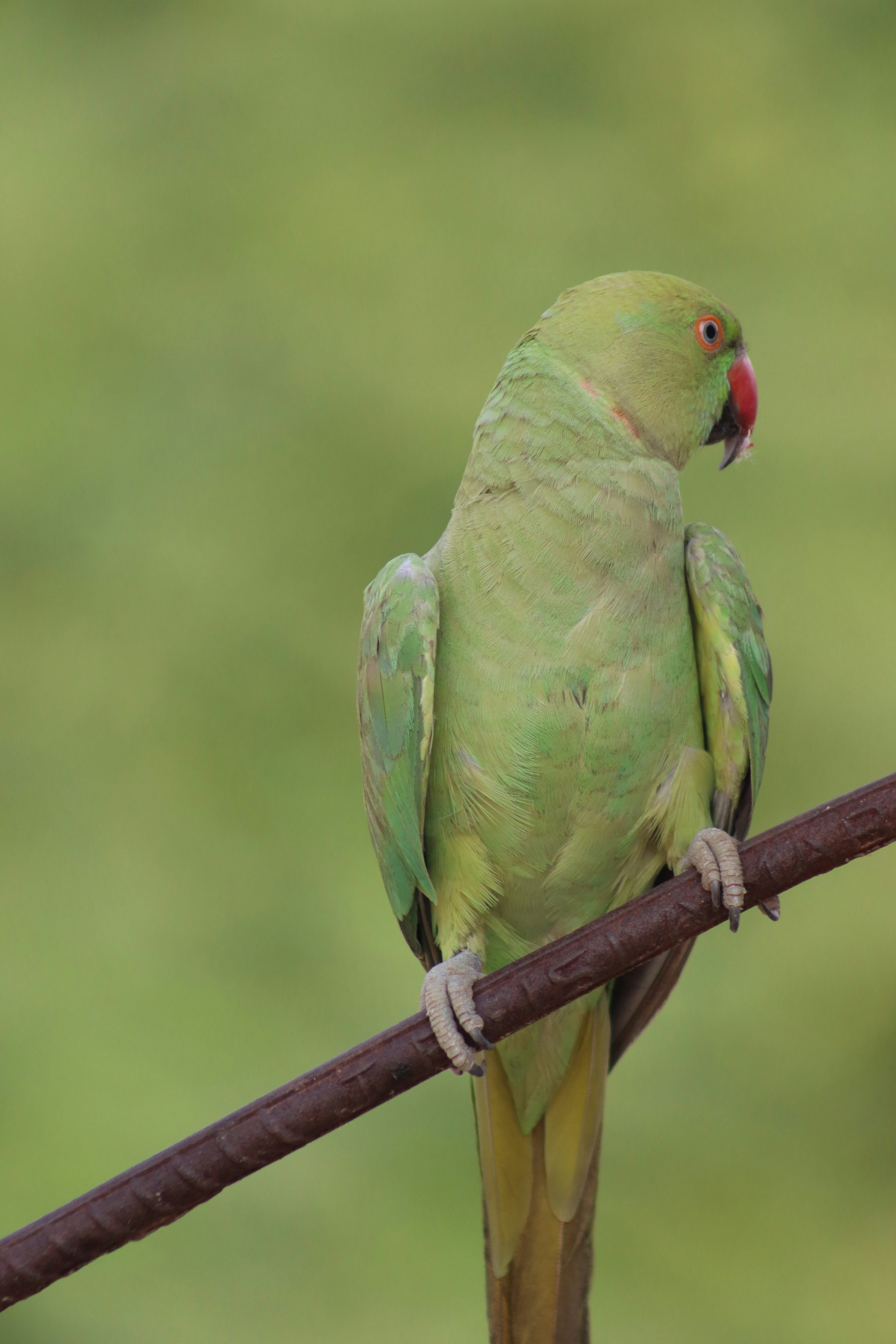 Green parrot with a red beak perching on a rod.