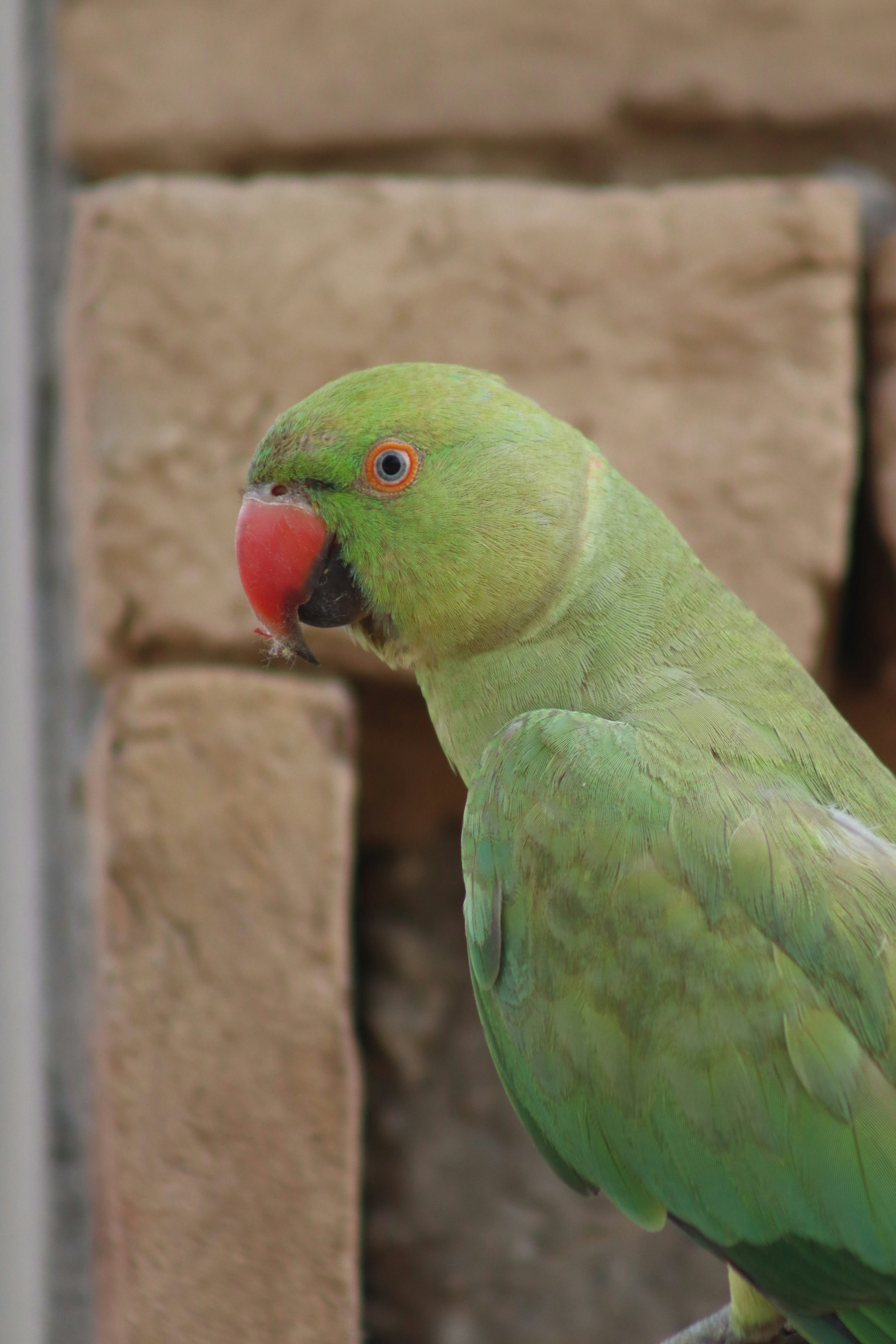A green parrot with a red beak and red eyes.