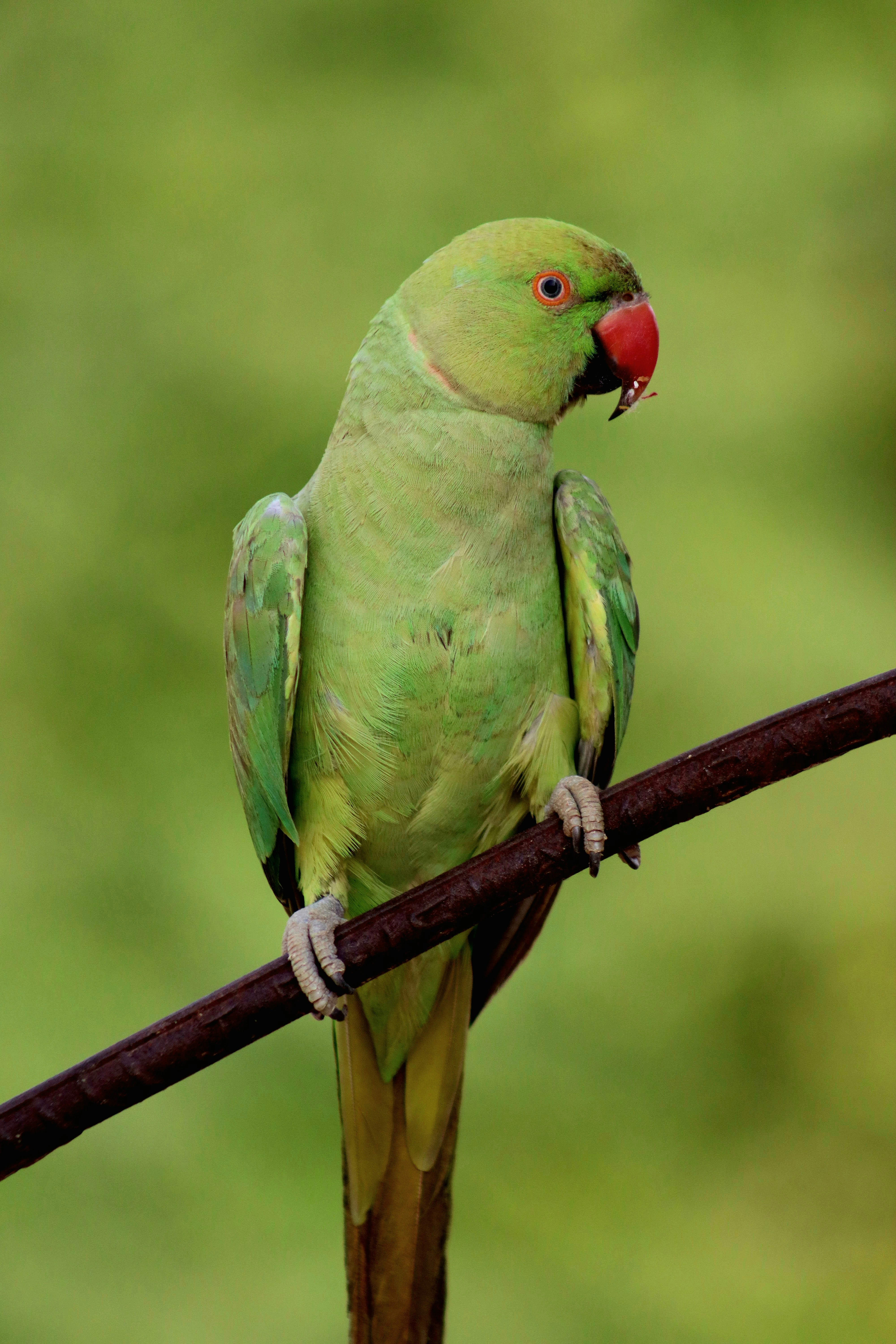 A vibrant green parrot perches on a dark rod.