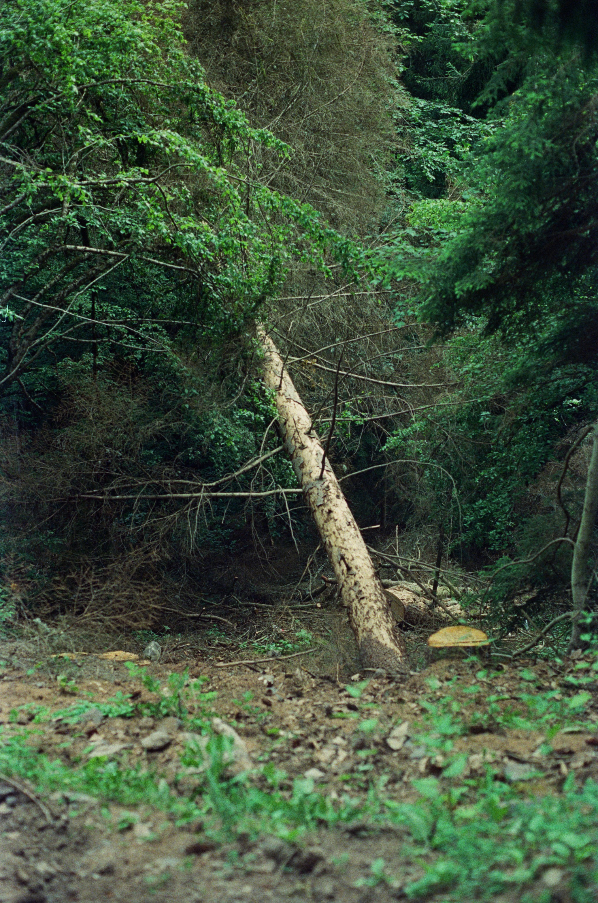 A fallen tree trunk lies in a dense green forest.