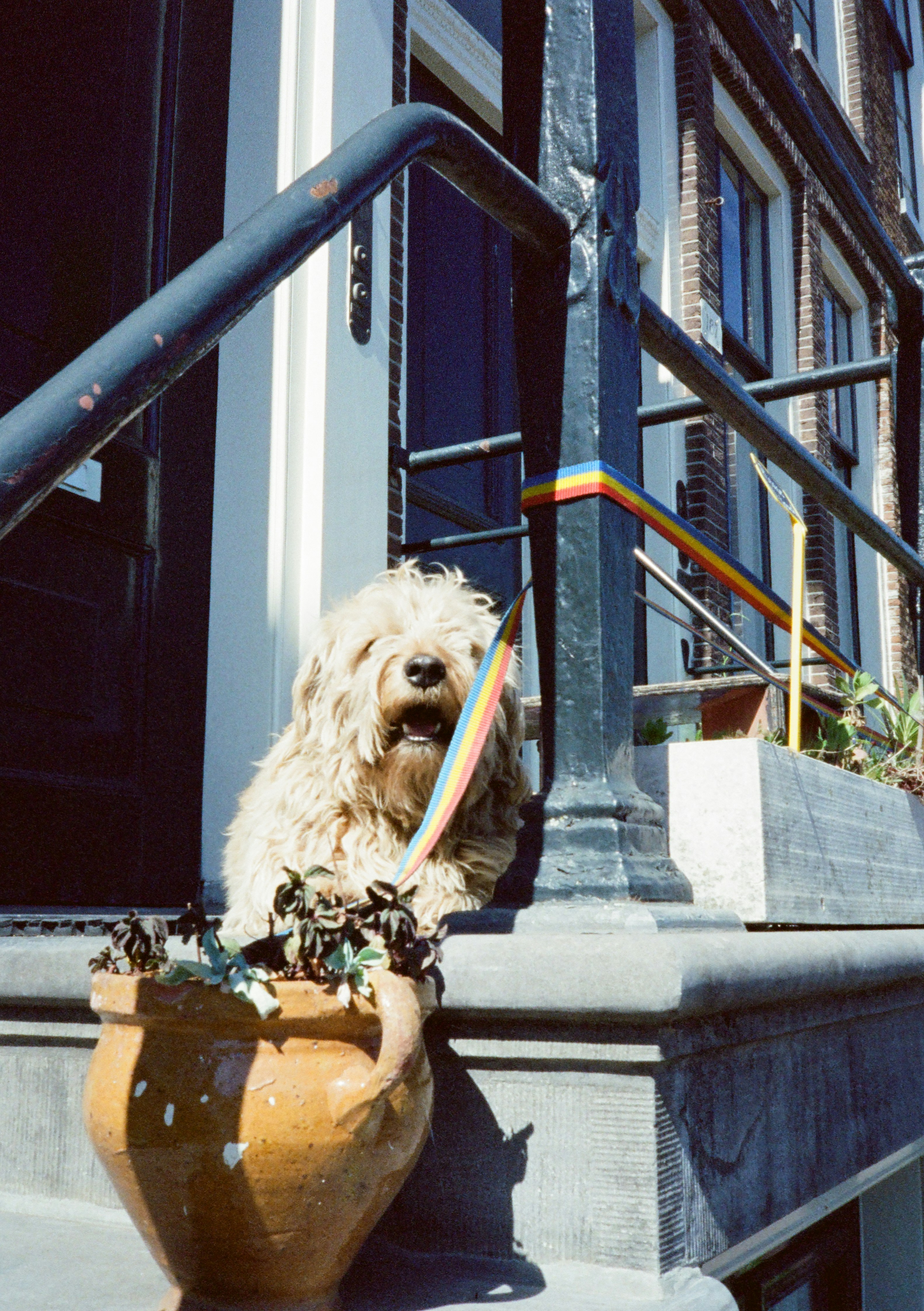 A shaggy dog holds a rainbow ribbon on building steps.
