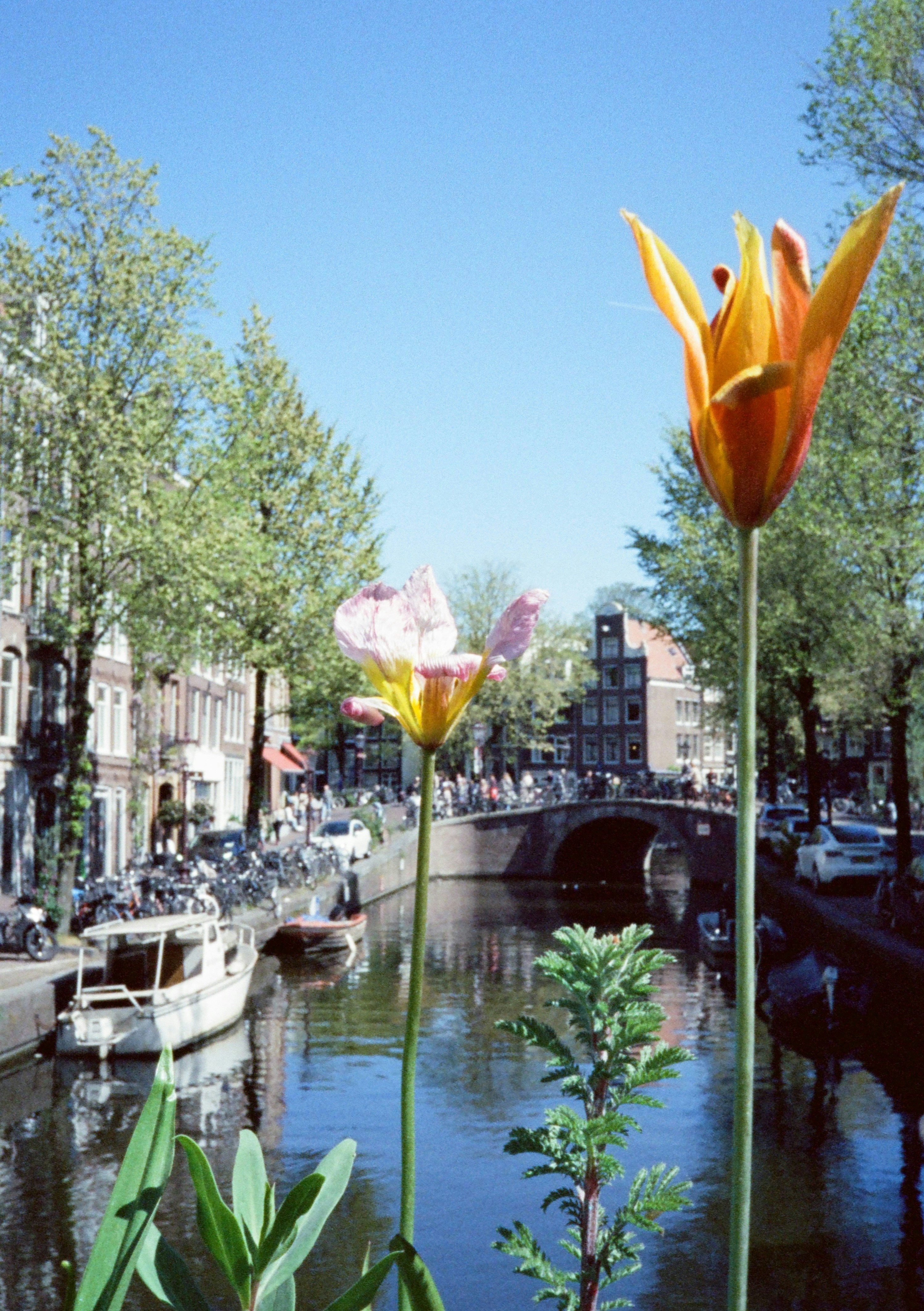Two vibrant tulips frame a scenic canal with historic buildings