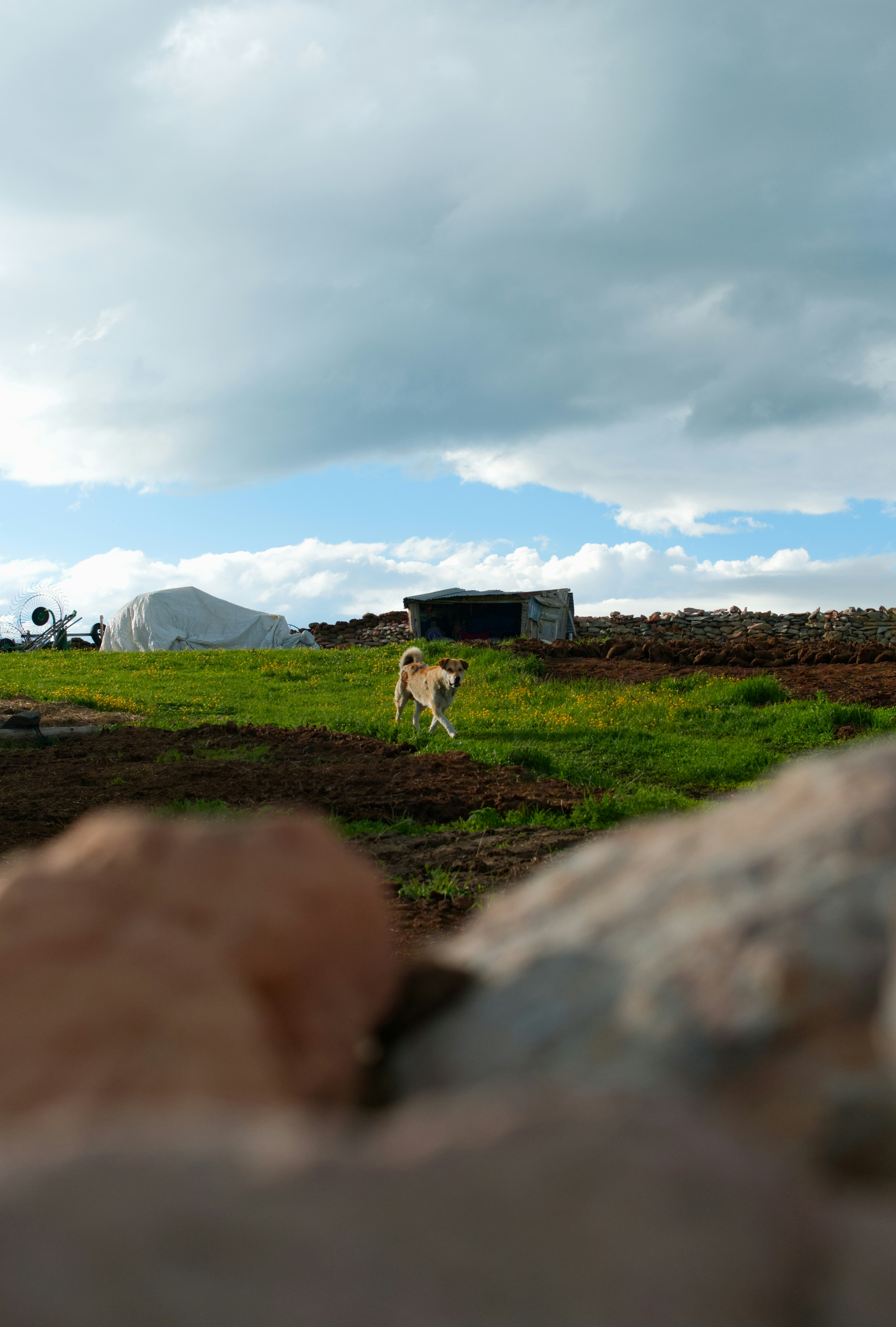 Hund, der auf einem grünen Feld unter bewölktem Himmel rennt.
