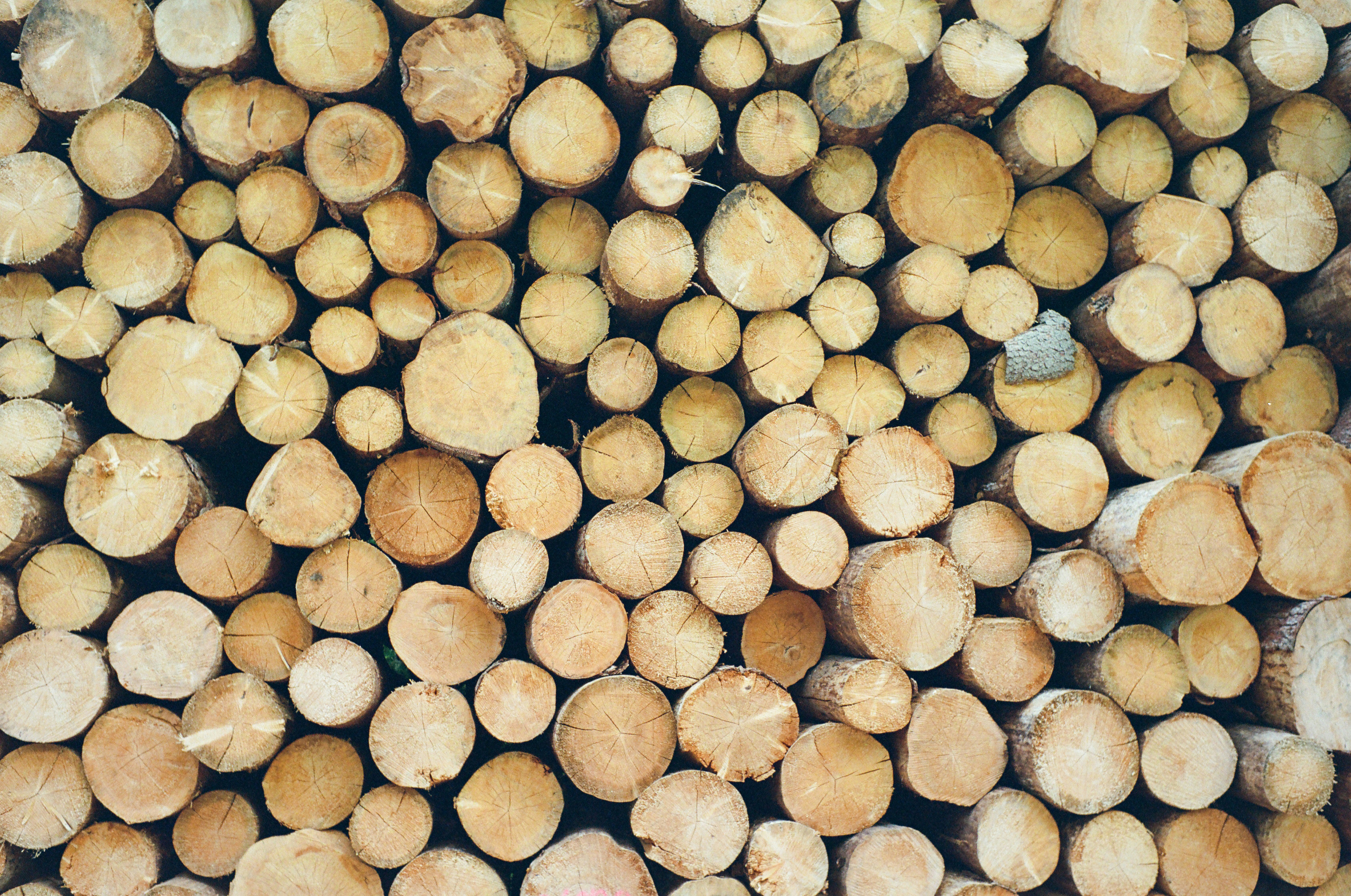 A large stack of freshly cut wooden logs