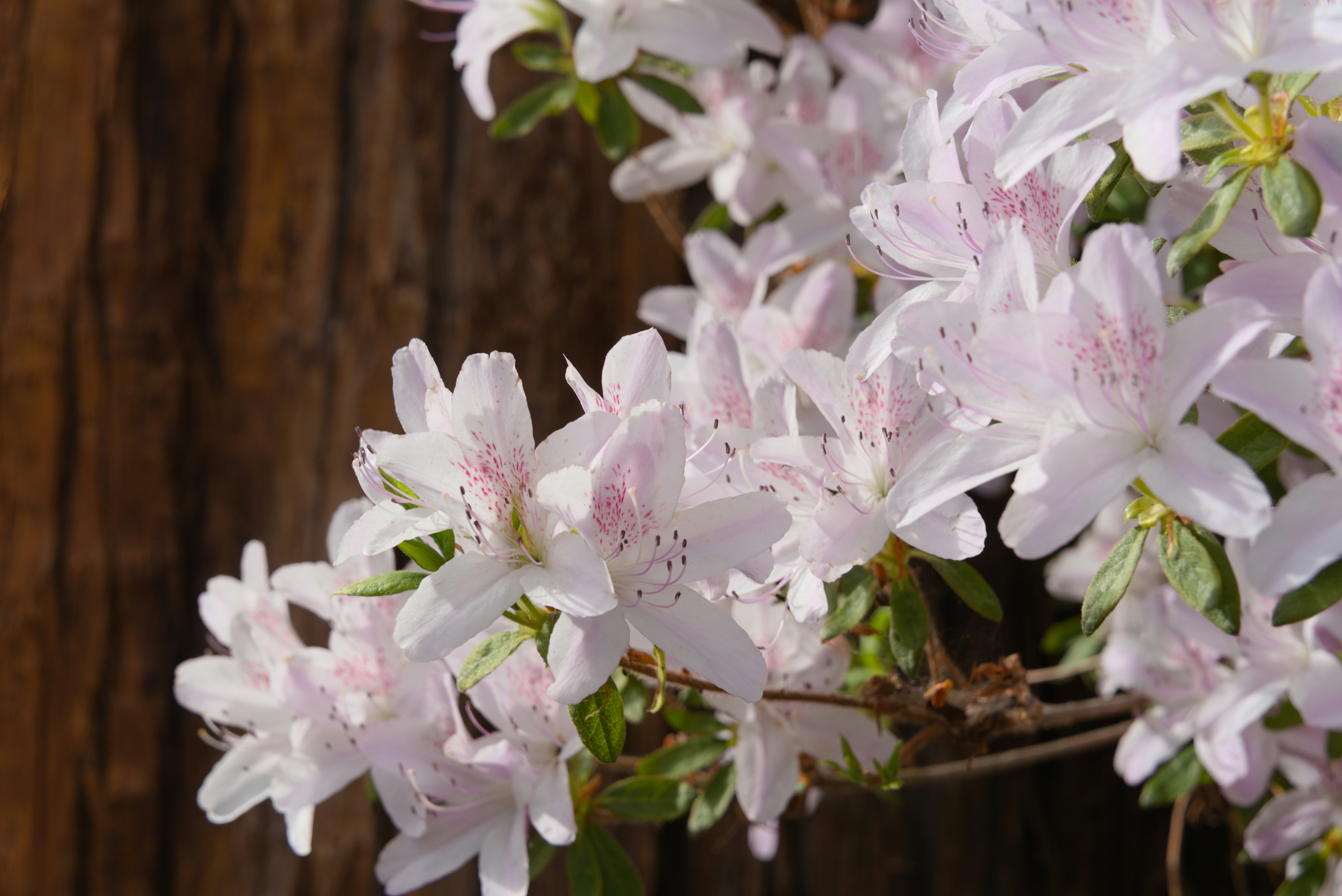 White azalea flowers with pink spots against a brown background